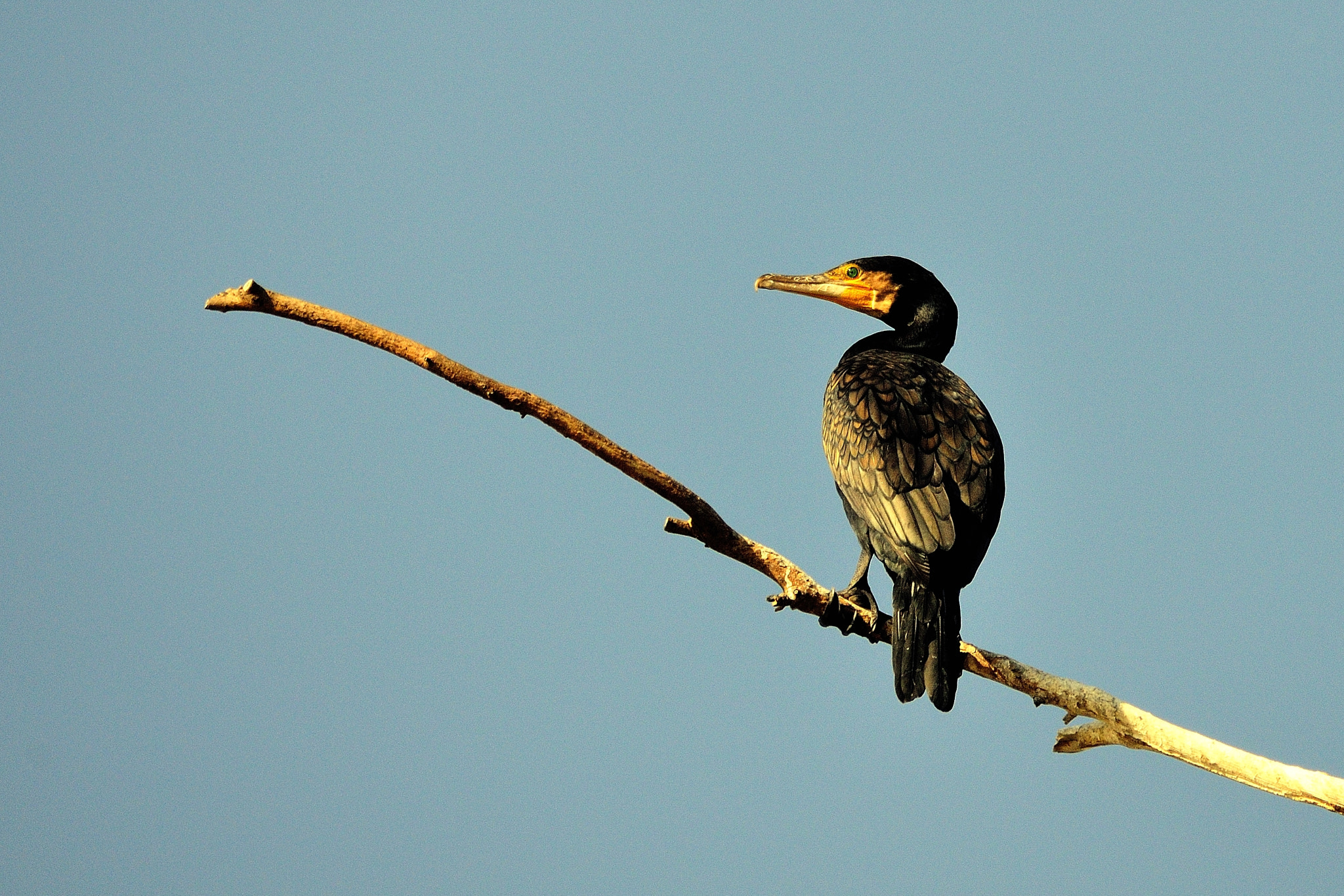 Sigma 150-500mm F5-6.3 DG OS HSM sample photo. Firm photography