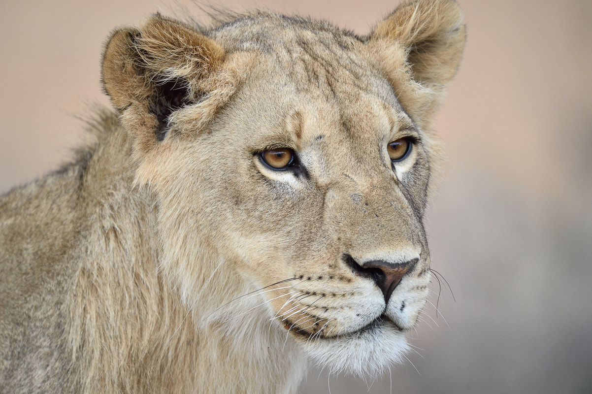 Nikon D4S + Nikon AF-S Nikkor 500mm F4G ED VR sample photo. Lion portrait photography