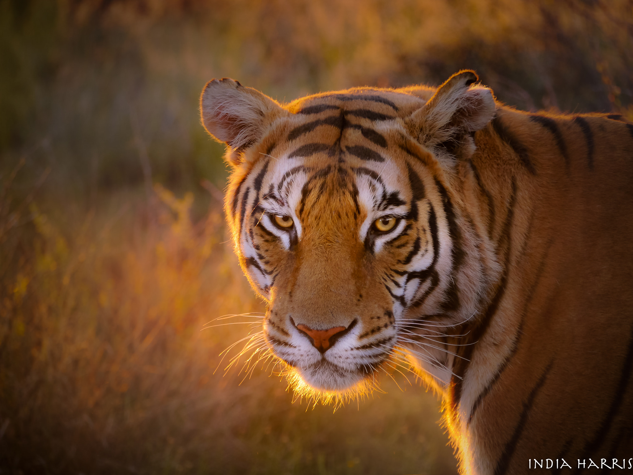 Panasonic Lumix DMC-G3 sample photo. Portrait of a tiger photography