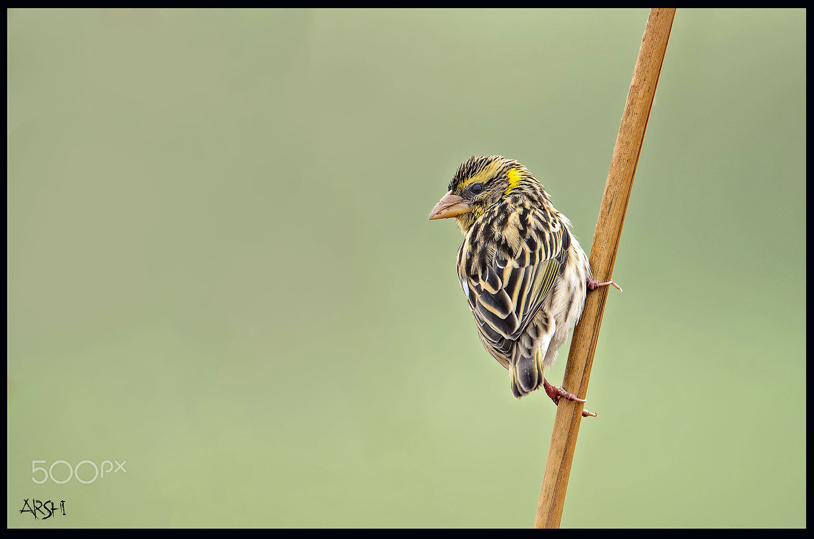 Nikon D4S sample photo. Black breasted weaver photography