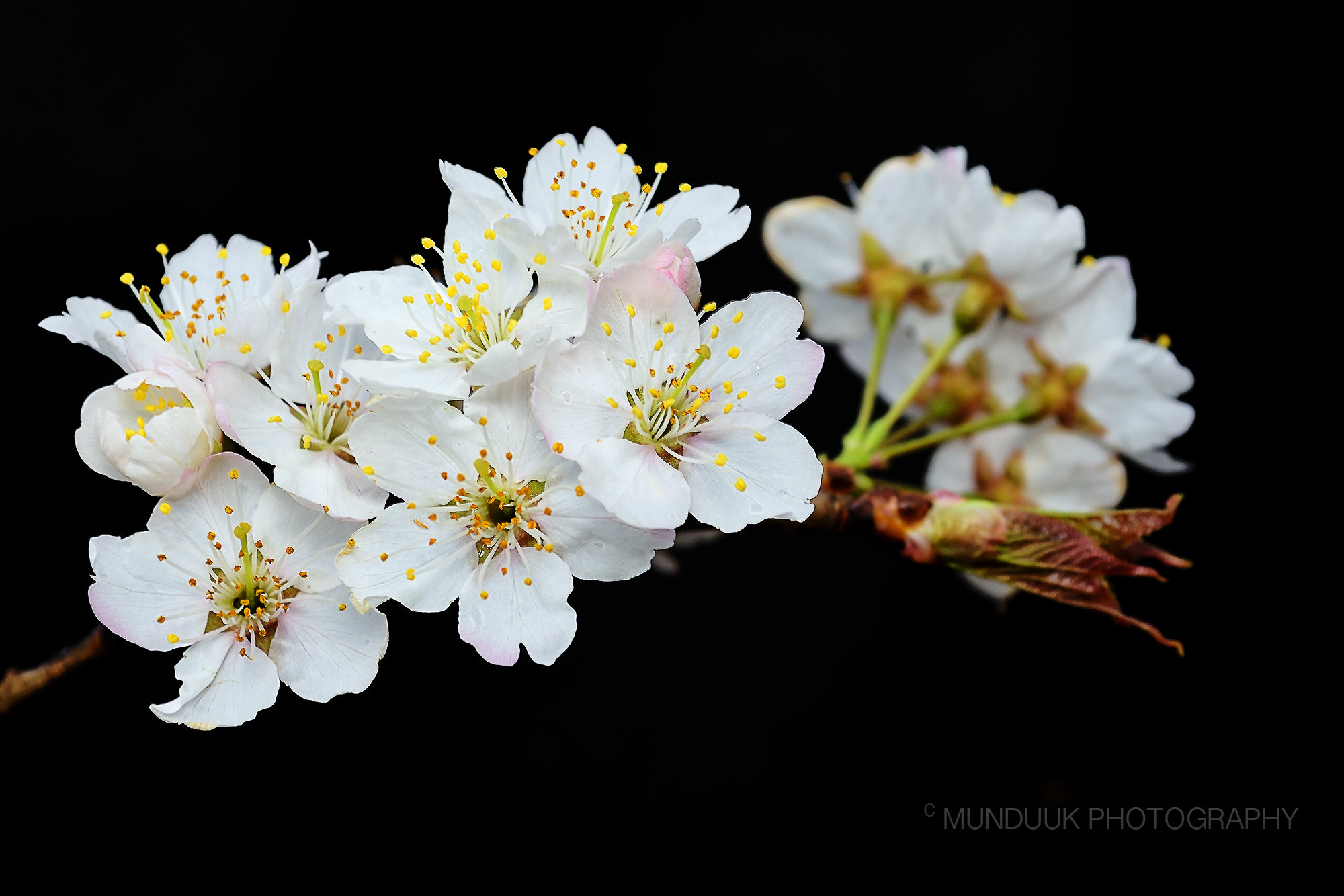 Nikon D810 + Nikon AF-S DX Nikkor 18-55mm F3.5-5.6G VR sample photo. Cherry blossom on black photography