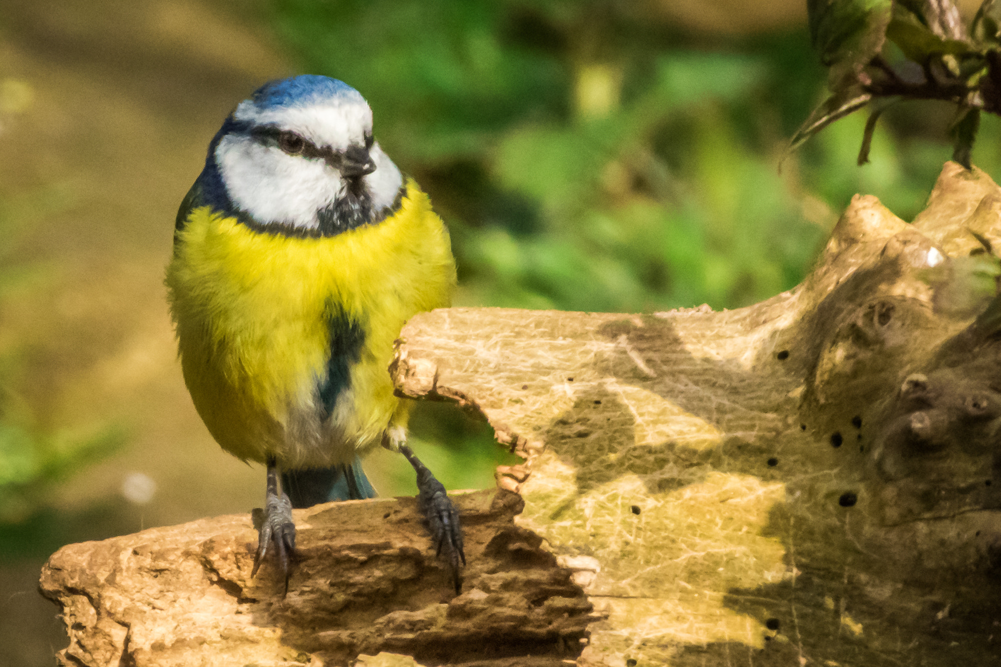 Tamron SP 35mm F1.8 Di VC USD sample photo. Blue tit photography