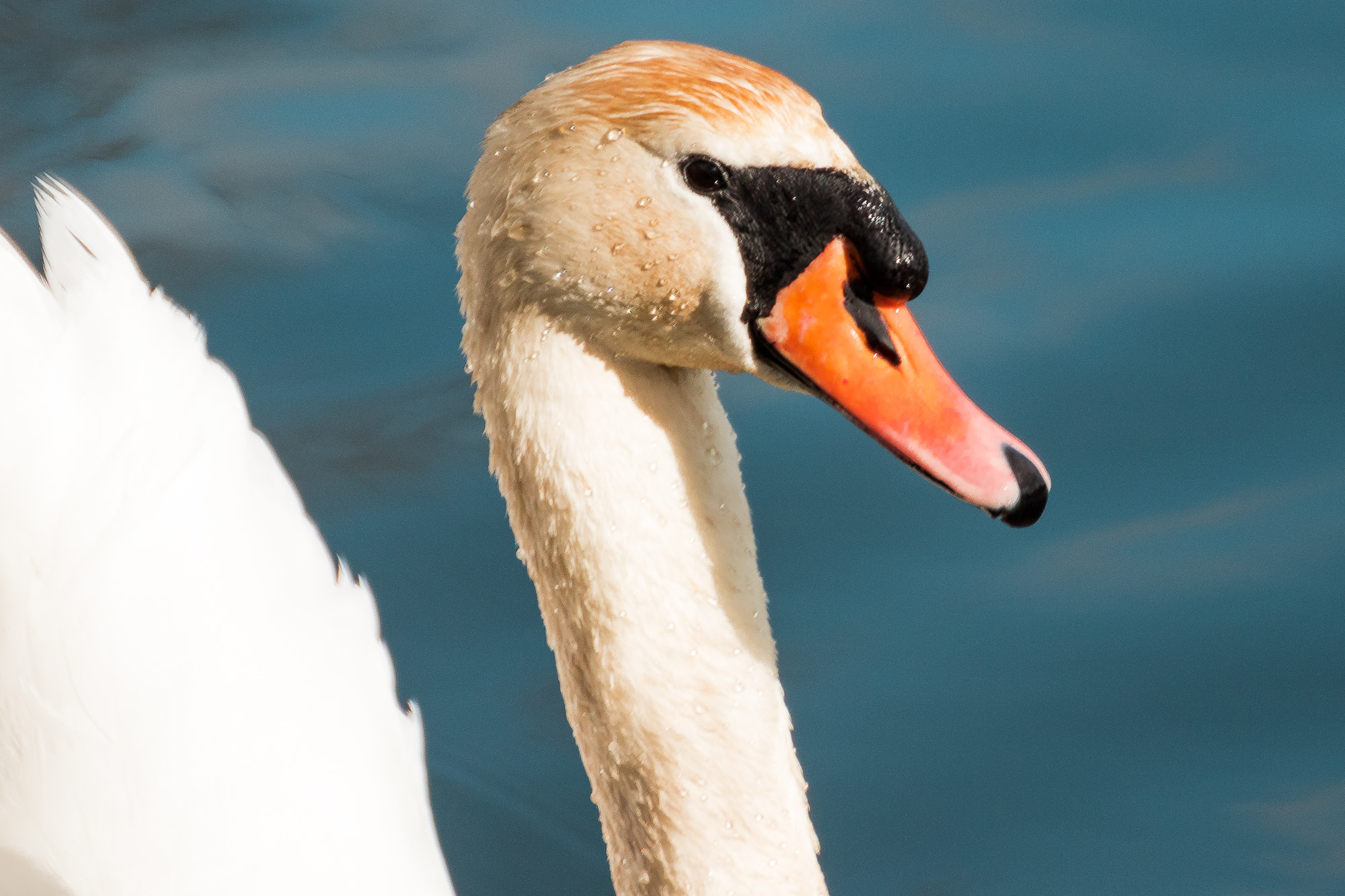 Tamron SP 35mm F1.8 Di VC USD sample photo. Swan close up photography