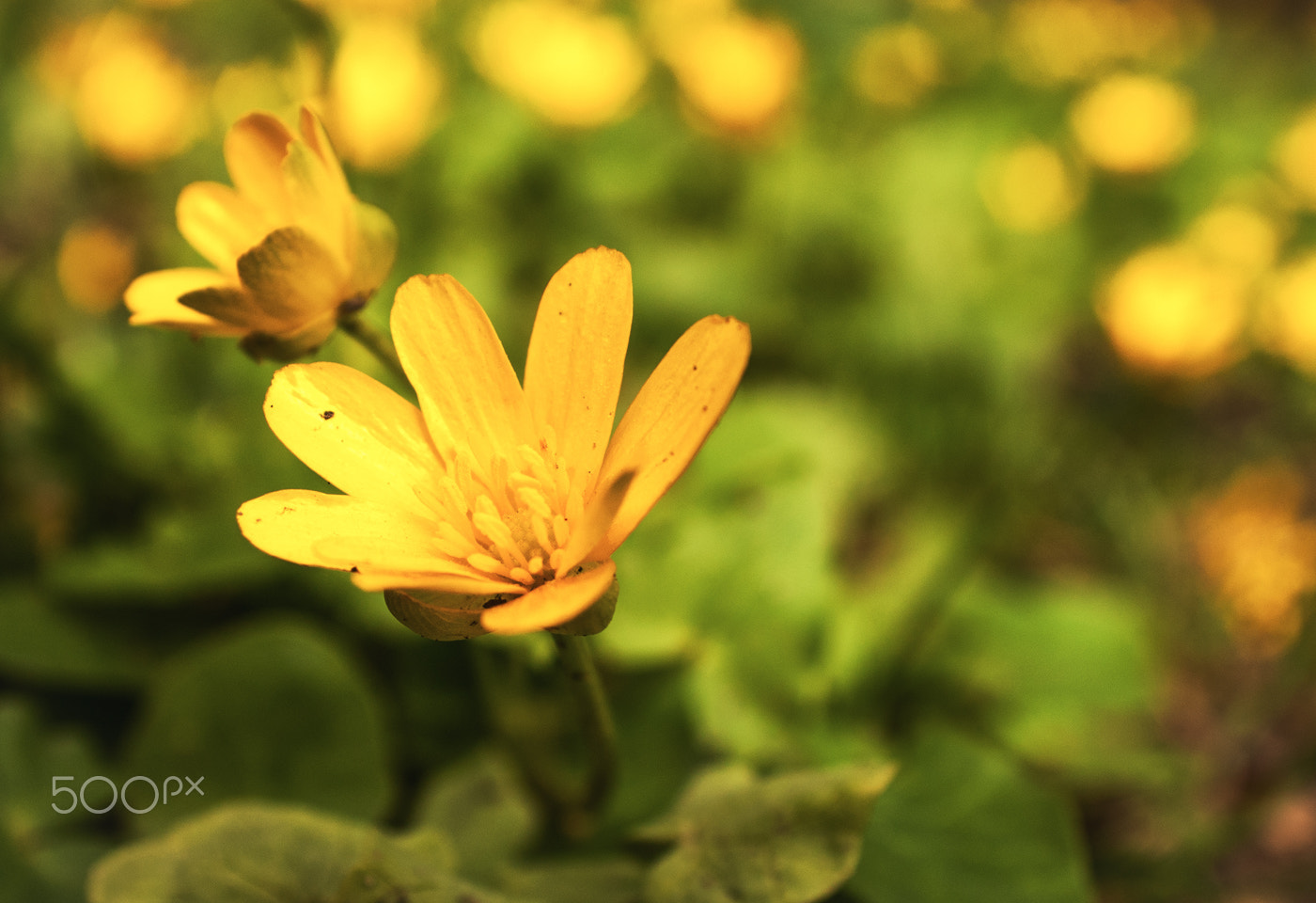 AF Zoom-Nikkor 28-85mm f/3.5-4.5 sample photo. Edit photography