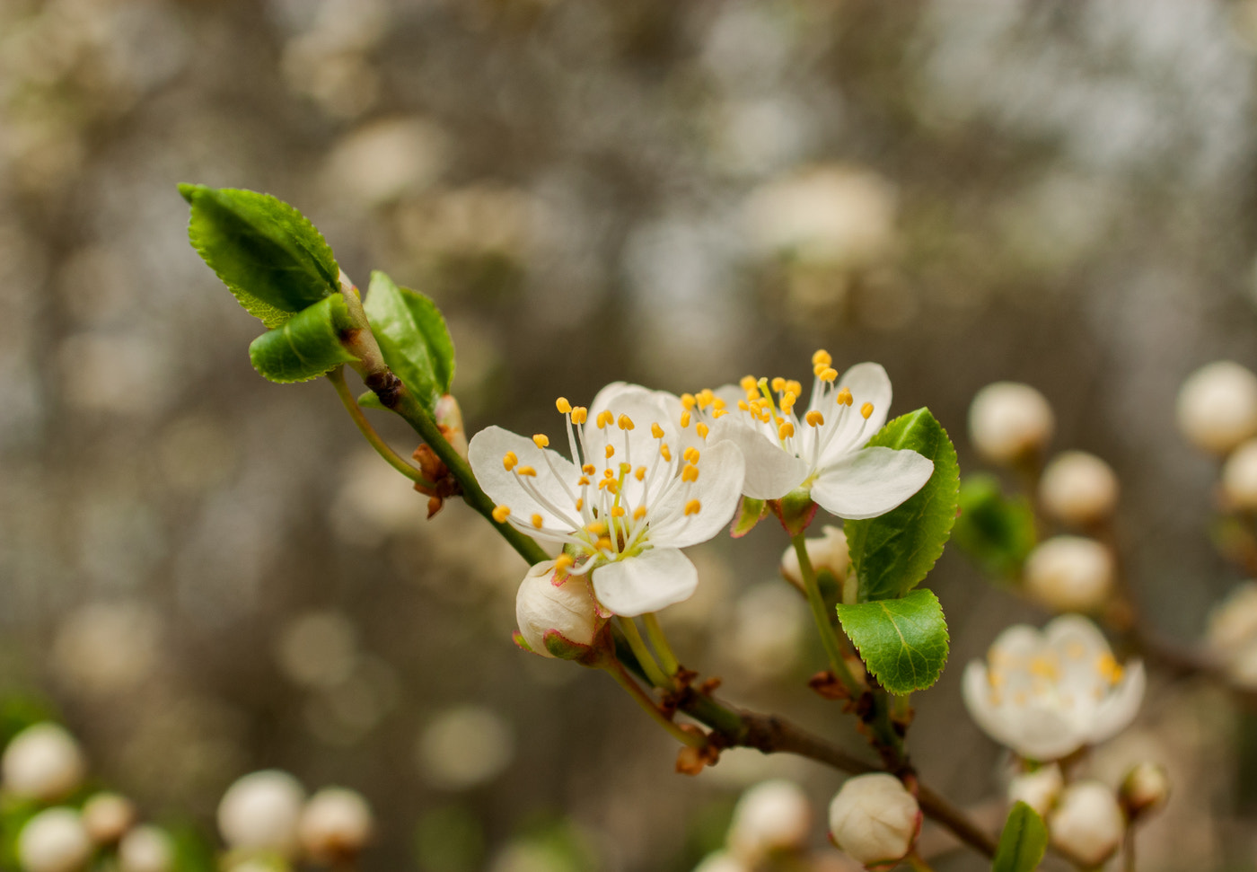 Nikon D200 + AF Zoom-Nikkor 28-85mm f/3.5-4.5 sample photo. Edit photography