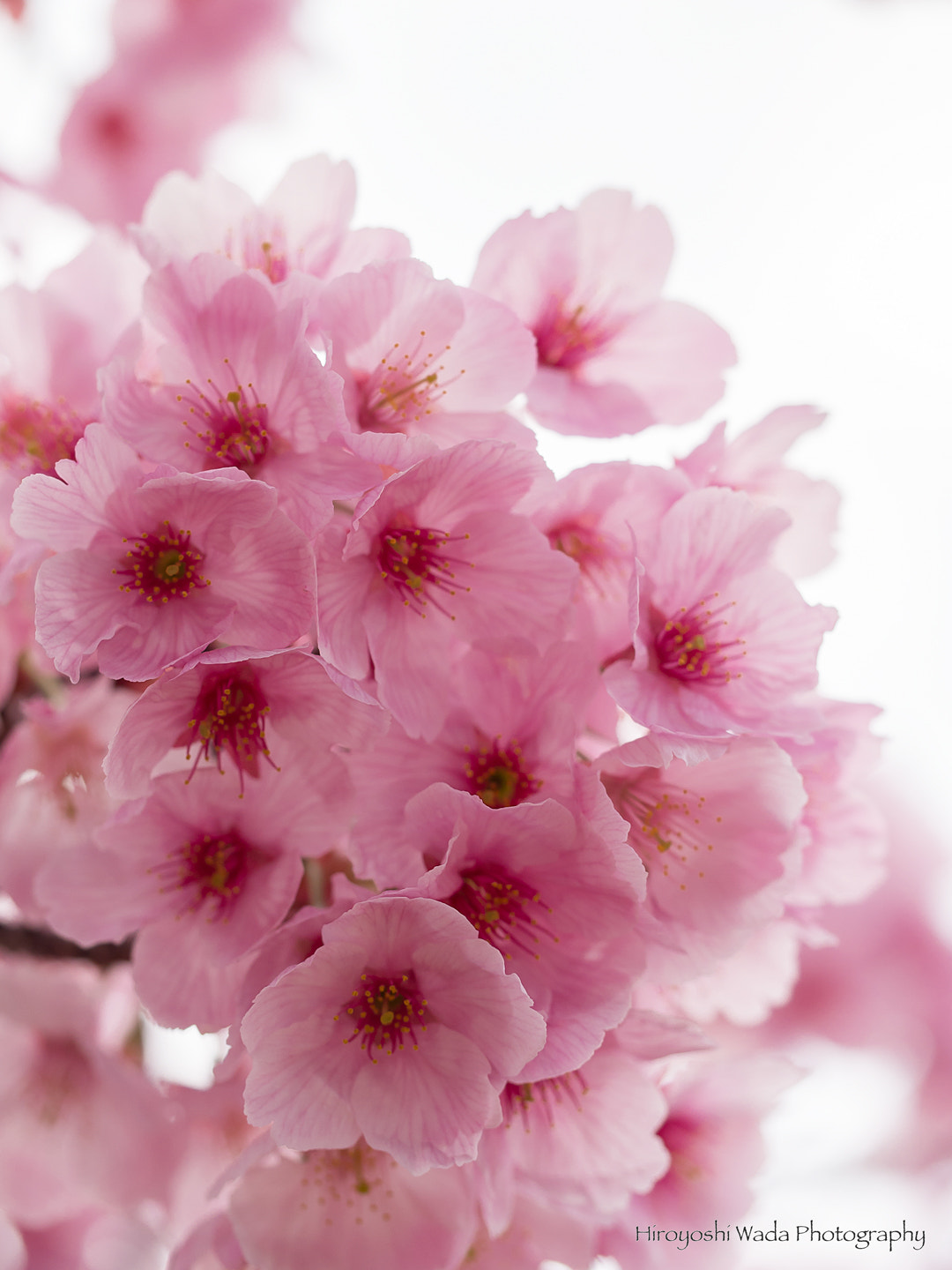 Olympus PEN E-PL5 sample photo. Sakura photography