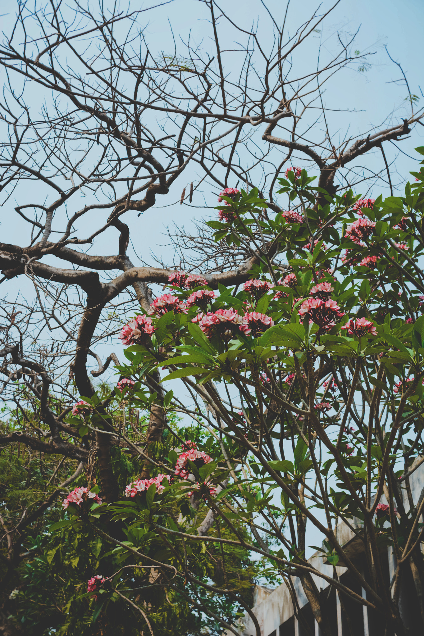 Nikon D5200 + Sigma 30mm F1.4 EX DC HSM sample photo. Spring in chiang mai photography