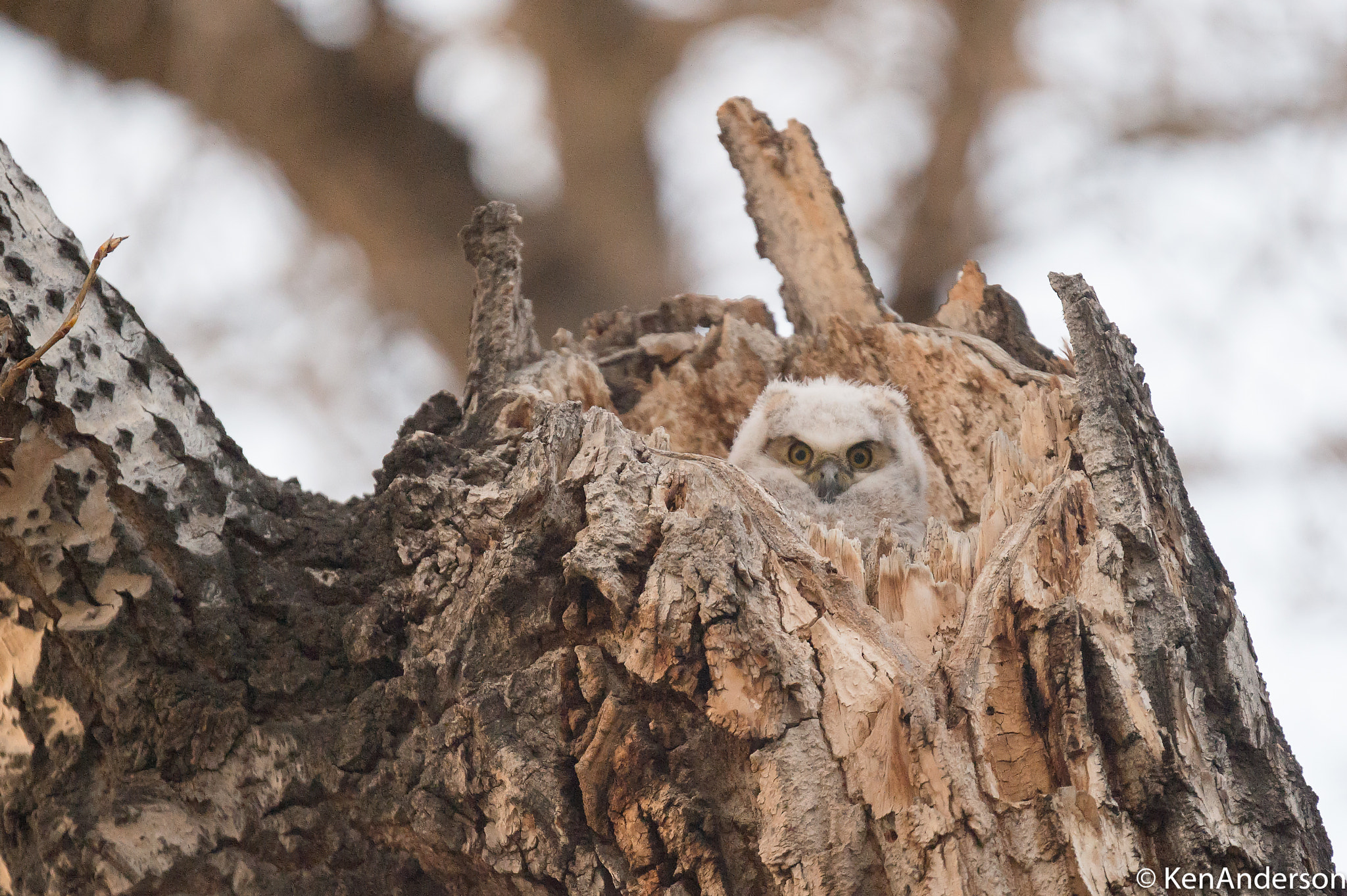 Nikon D4S sample photo. Great horned owlet photography