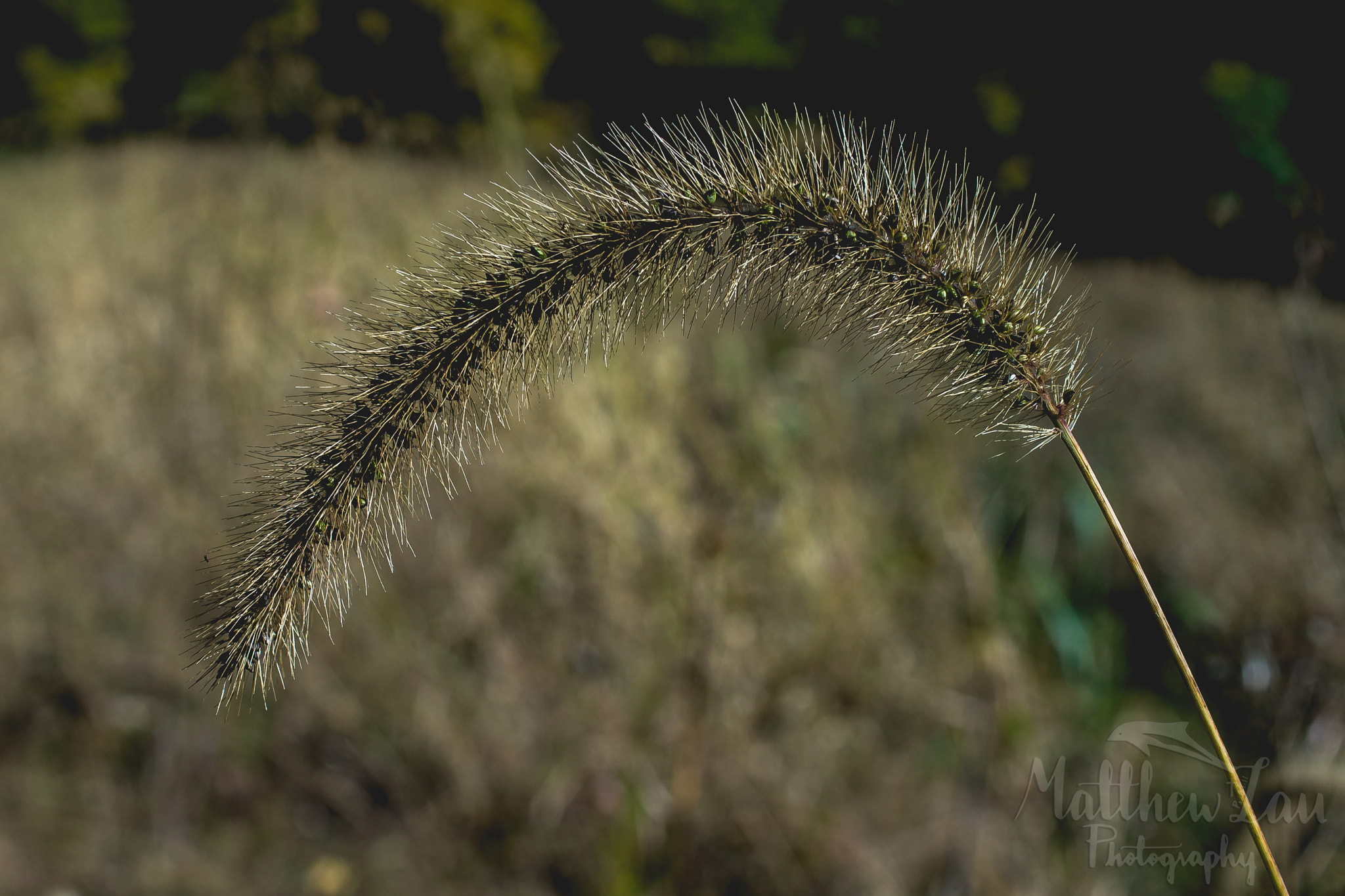 Sony SLT-A57 + Sony DT 30mm F2.8 Macro SAM sample photo. Rhikewatermarked (of ) photography