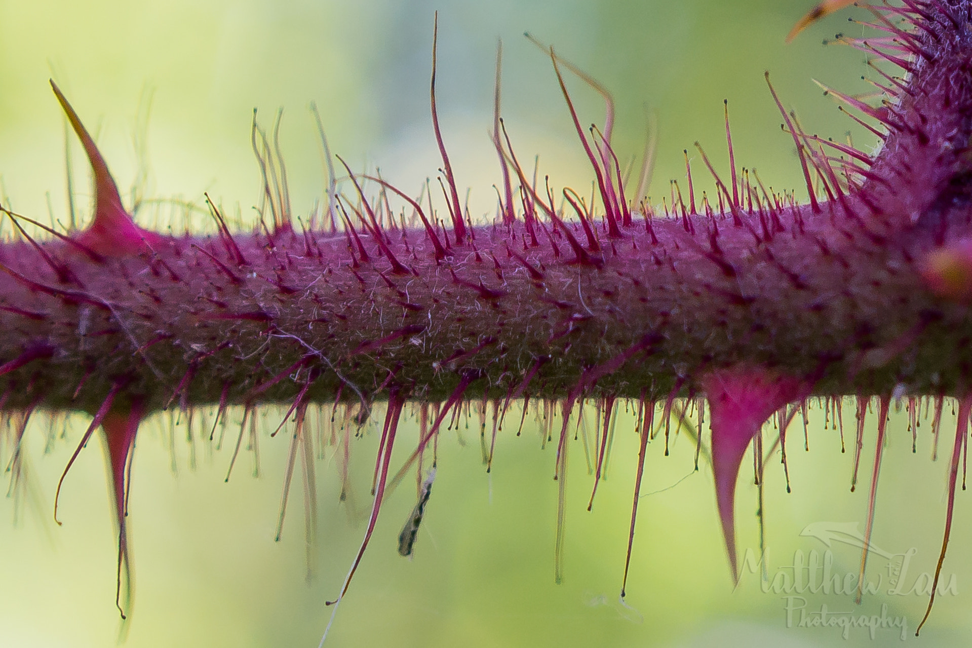 Sony SLT-A57 + Sony DT 30mm F2.8 Macro SAM sample photo. Rhikewatermarked (of ) photography