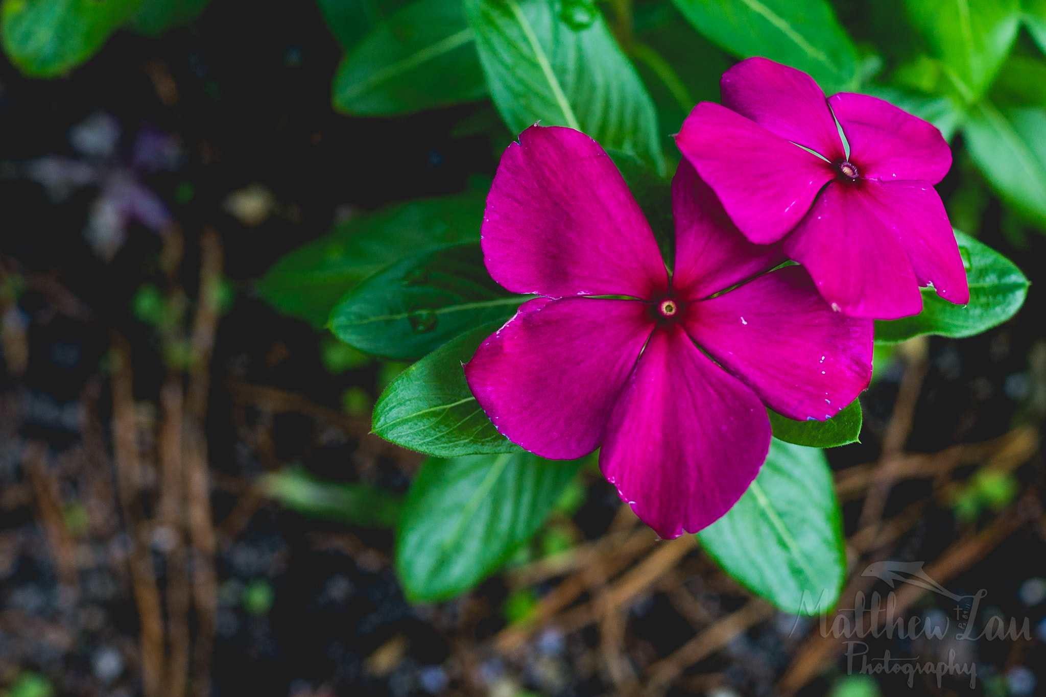 Sony SLT-A57 + Sony DT 35mm F1.8 SAM sample photo. Ec retreat flowers daytime (of ) photography