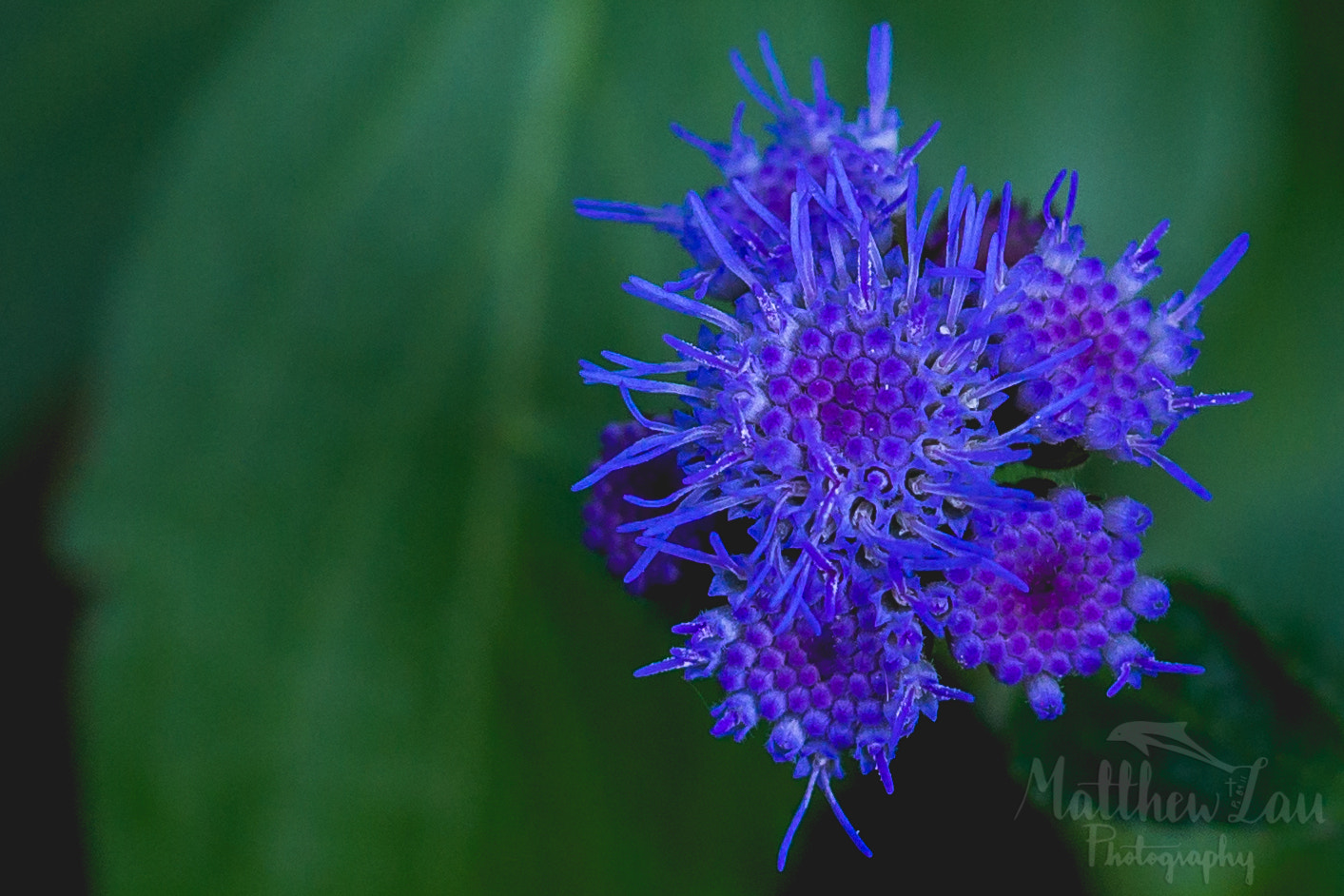 Sony SLT-A57 + Sony DT 35mm F1.8 SAM sample photo. Ec retreat flowers daytime (of ) photography