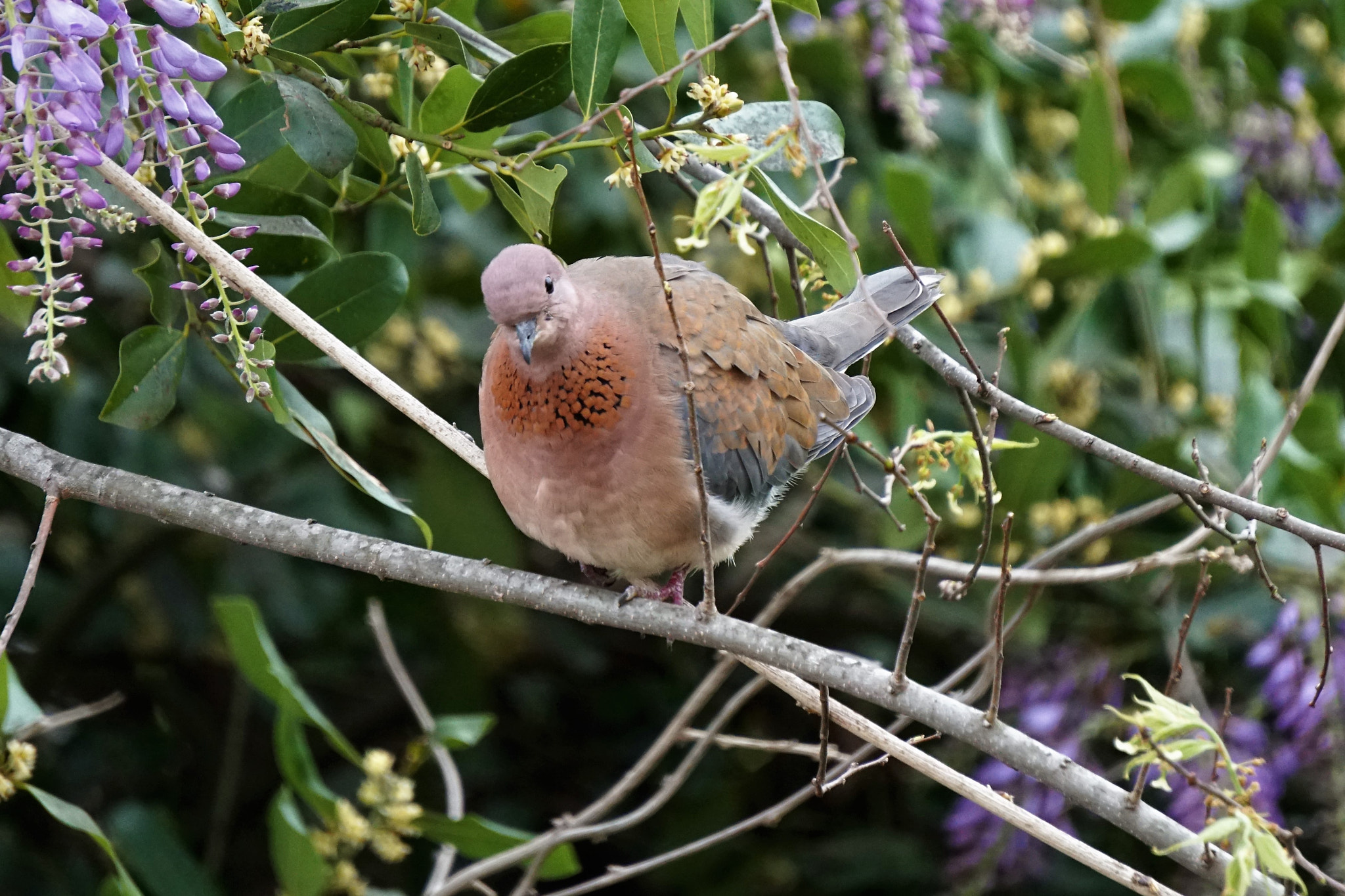 Sony E 55-210mm F4.5-6.3 OSS sample photo. Dove next to my window  :p photography