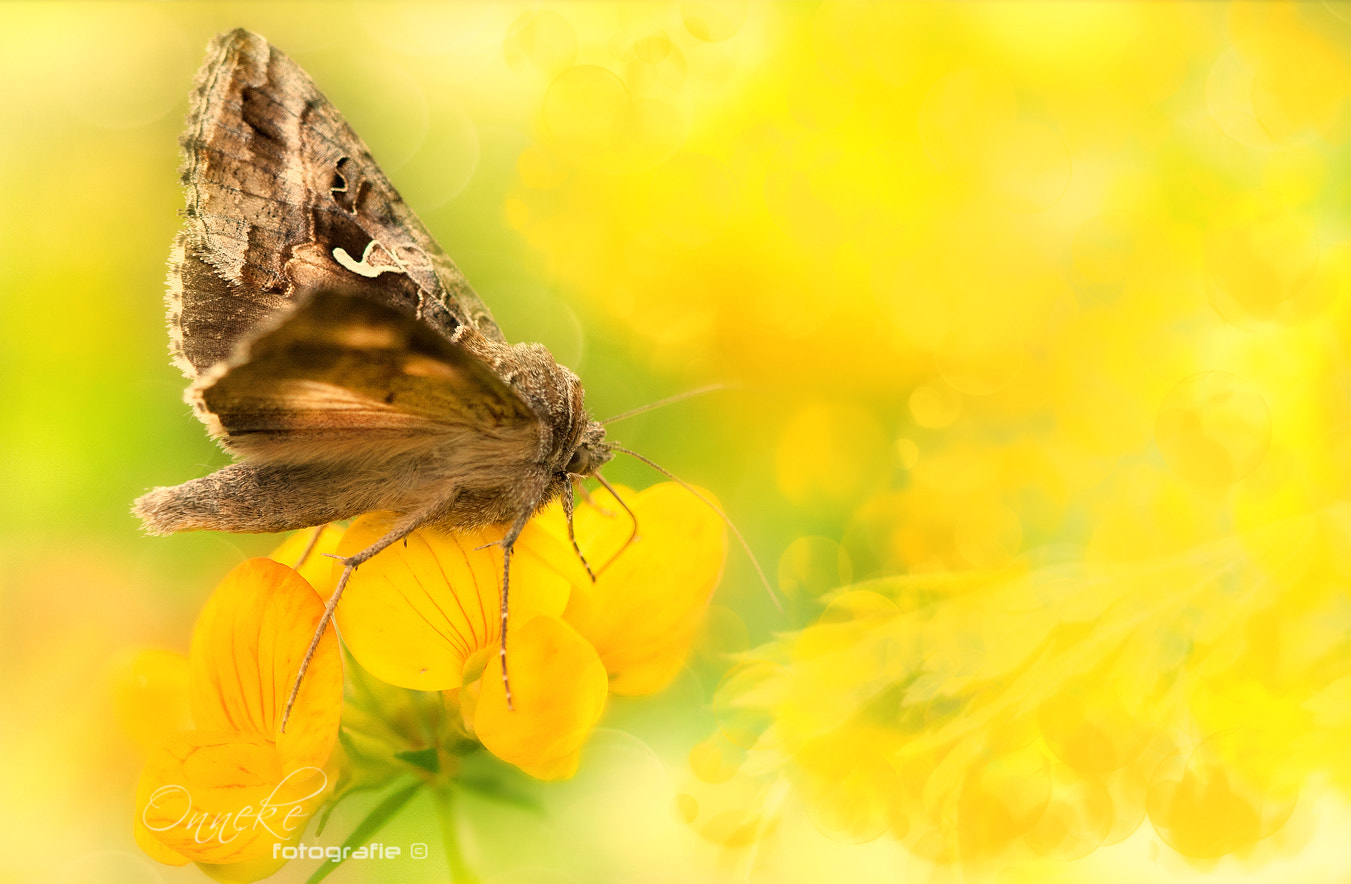 Canon EOS 30D + Canon EF 100mm F2.8 Macro USM sample photo. Yellow photography