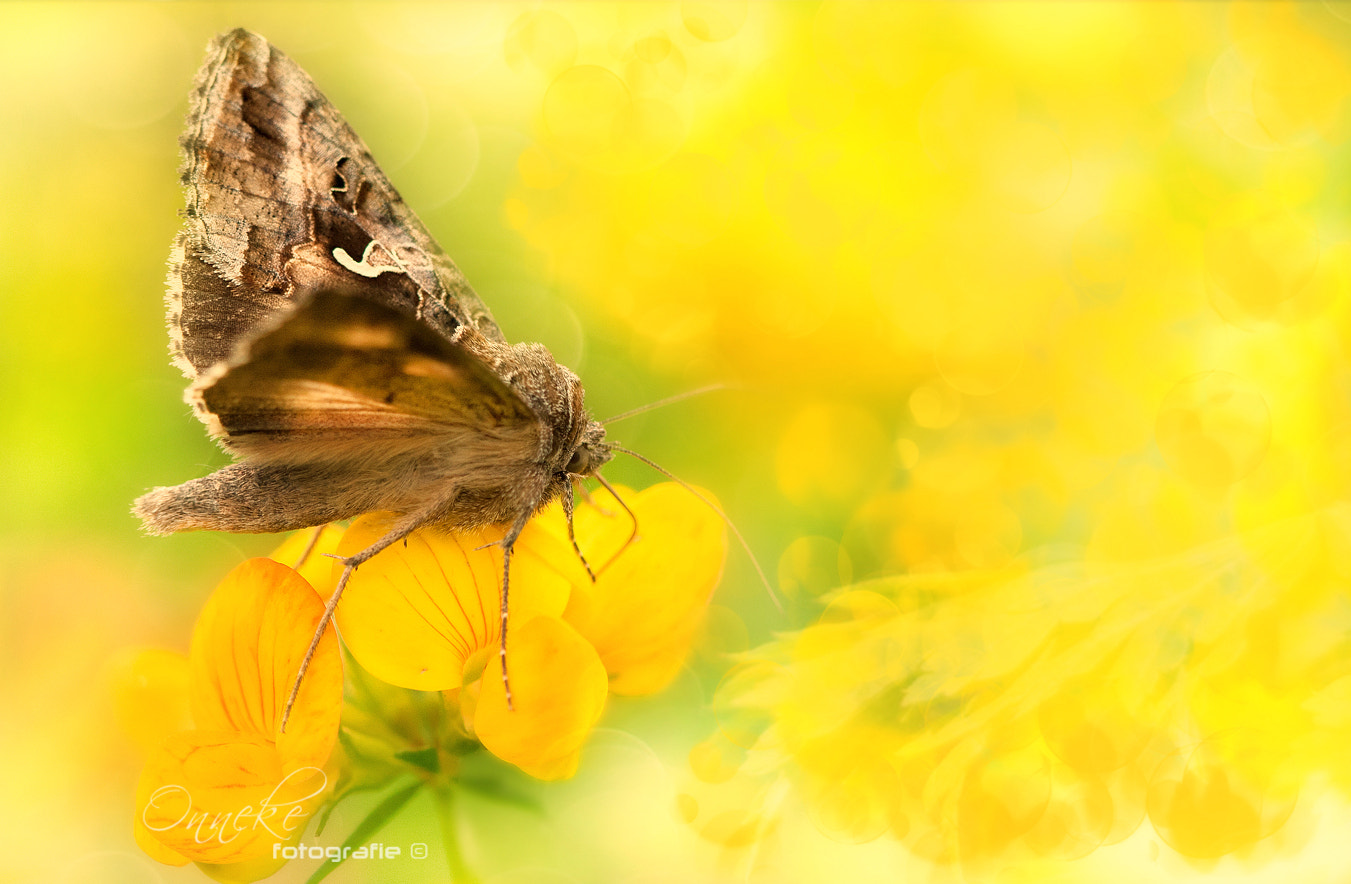 Canon EOS 30D + Canon EF 100mm F2.8 Macro USM sample photo. Yellow photography