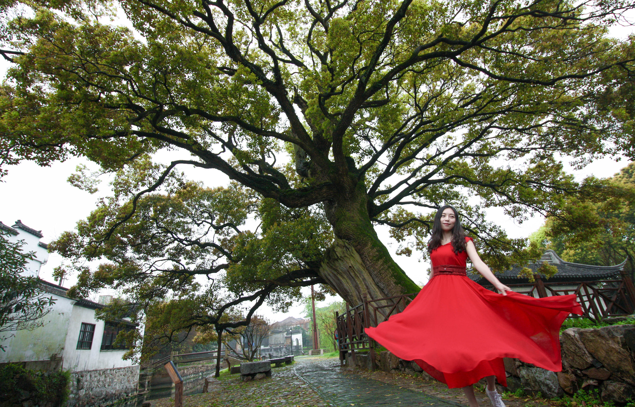 Canon EF-S 10-18mm F4.5–5.6 IS STM sample photo. 千年古树，苏州 photography