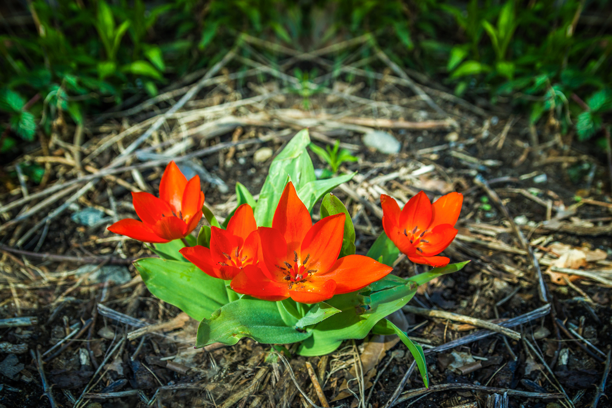 Sigma 18-50mm f/2.8 Macro sample photo. Tulips photography