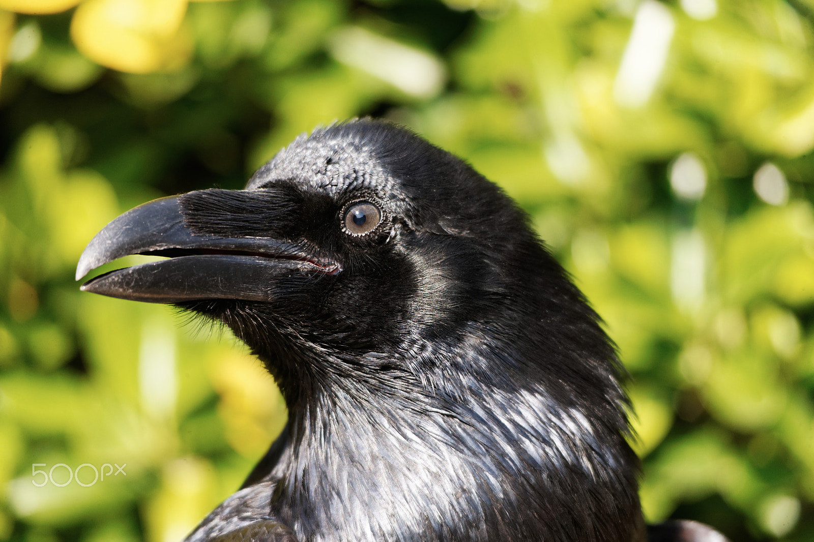 Sigma 150-500mm F5-6.3 DG OS HSM sample photo. Raven photography