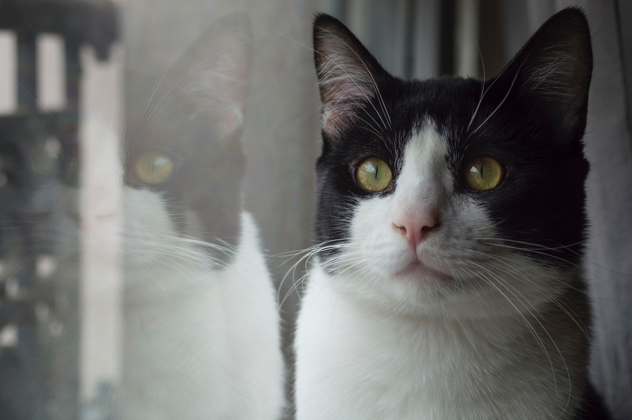 AF Zoom-Nikkor 35-70mm f/3.3-4.5 sample photo. Réfraction of the cat photography