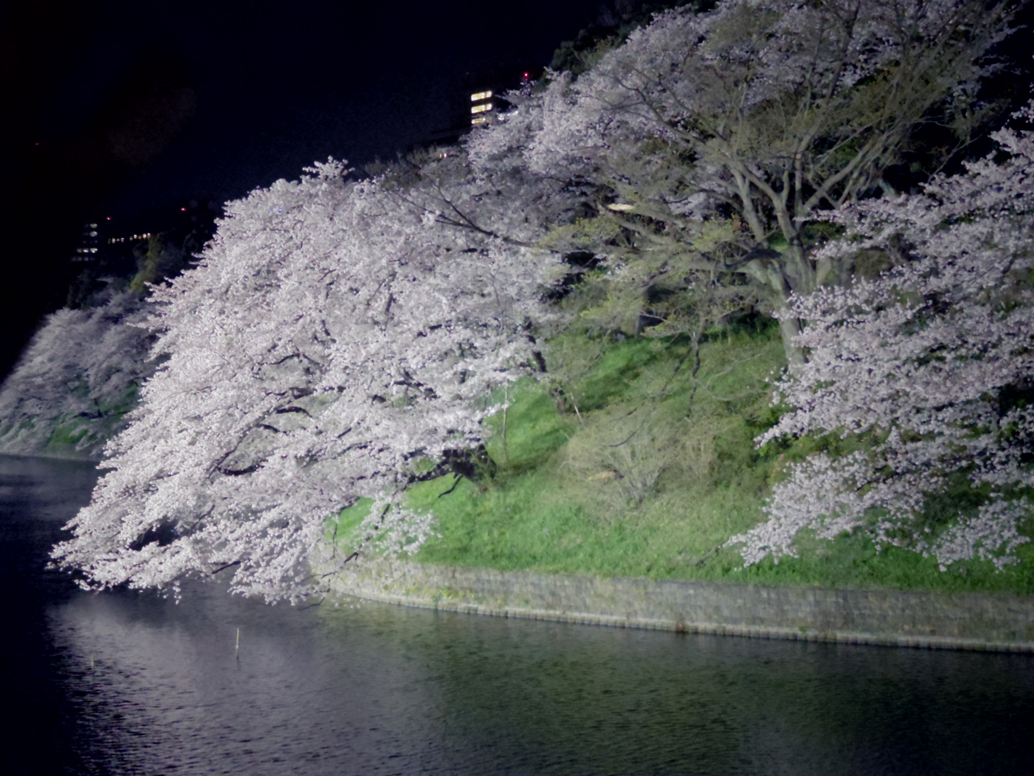 Pentax 06 Telephoto 15-45mm sample photo. 千鳥ヶ淵 chidorigafuchi,tokyo photography