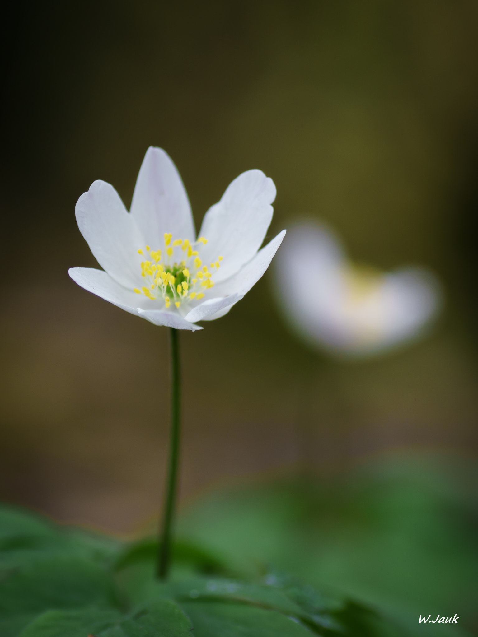 Sony ILCA-77M2 + Tamron SP AF 90mm F2.8 Di Macro sample photo. Wood anemone photography