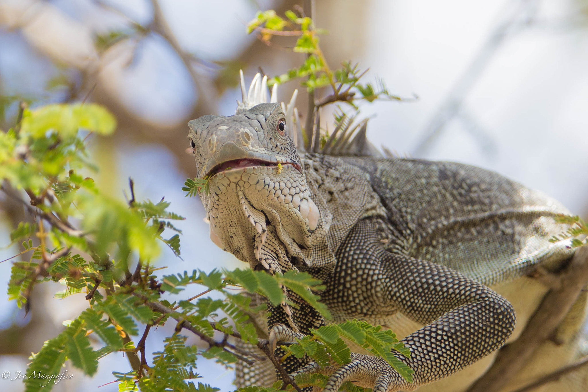 Canon EF 70-200mm F2.8L USM sample photo. Iguana in a tree photography