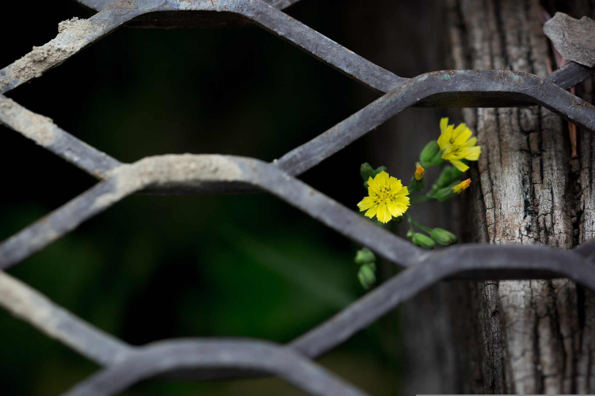 small yellow flower