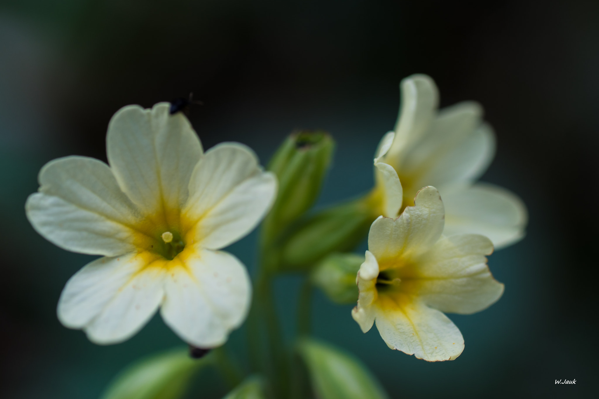 Sony ILCA-77M2 + Tamron SP AF 90mm F2.8 Di Macro sample photo. Schlüsselblume photography