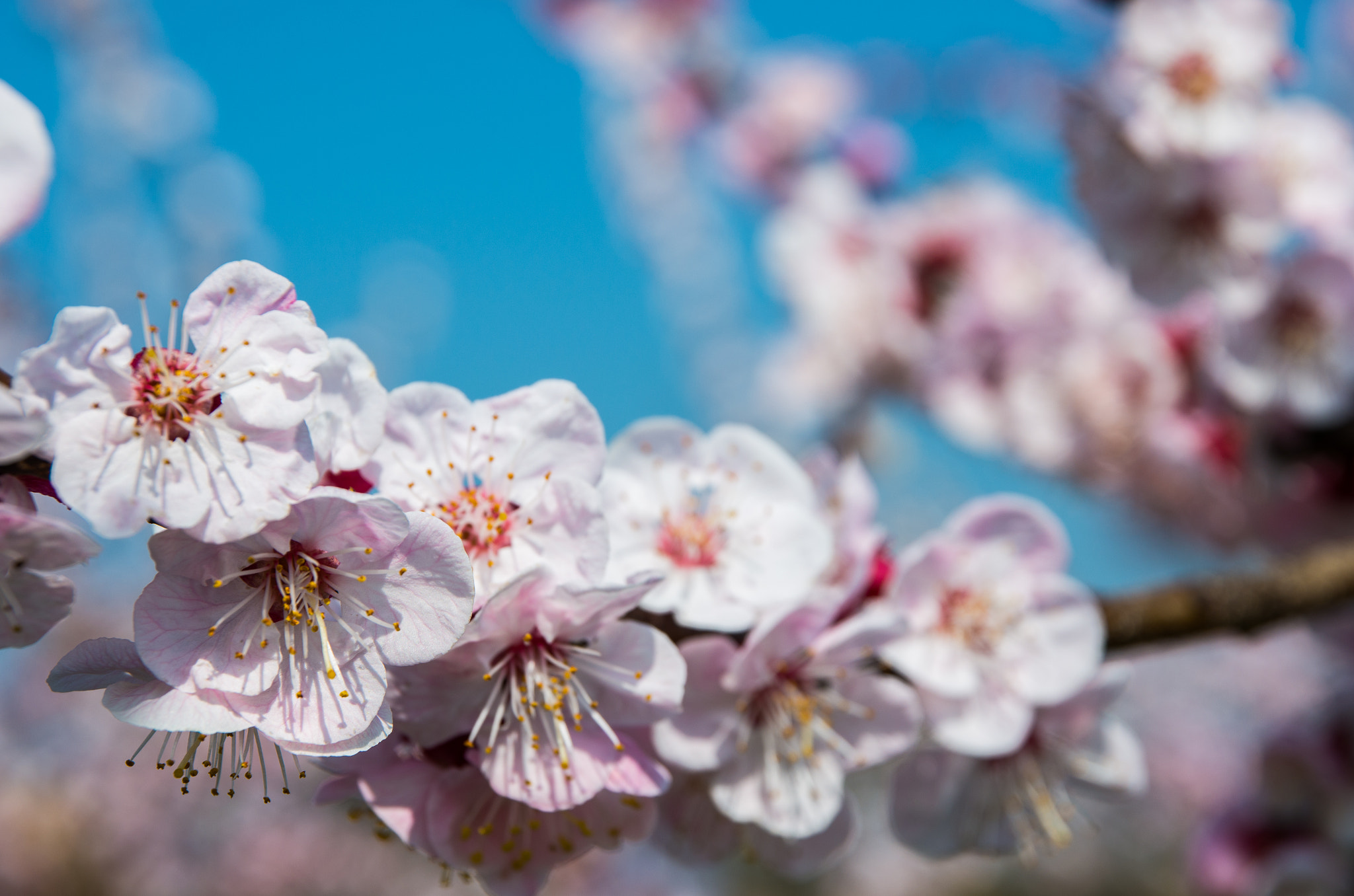Pentax K-5 IIs sample photo. Spring is here! photography