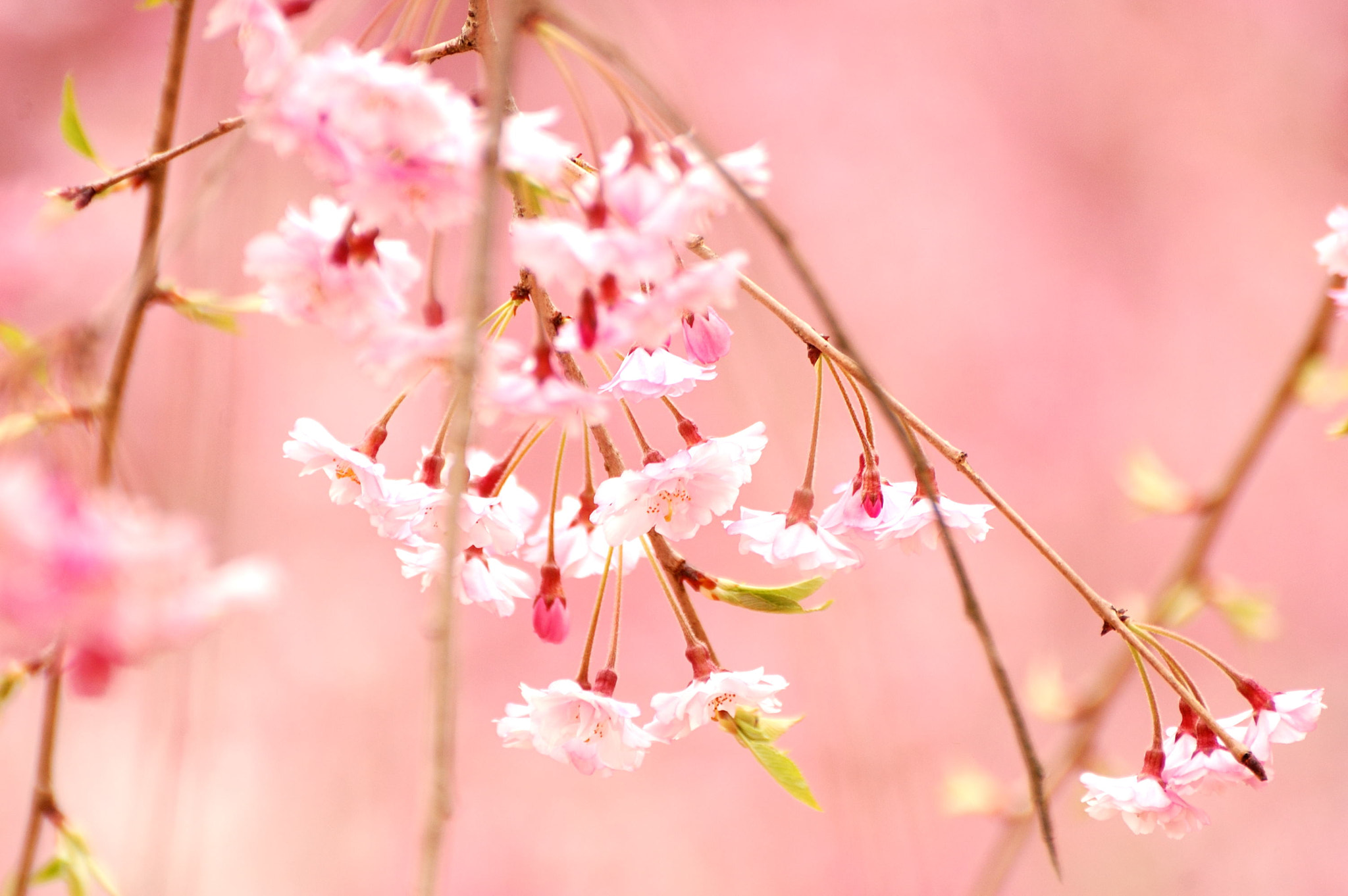 Nikon D40 sample photo. Cherry in pink photography