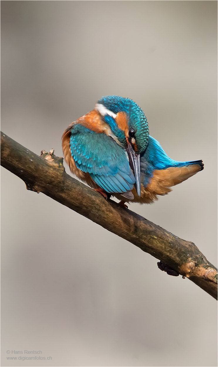 Nikon D5 sample photo. Alcedo atthis / common kingfisher photography