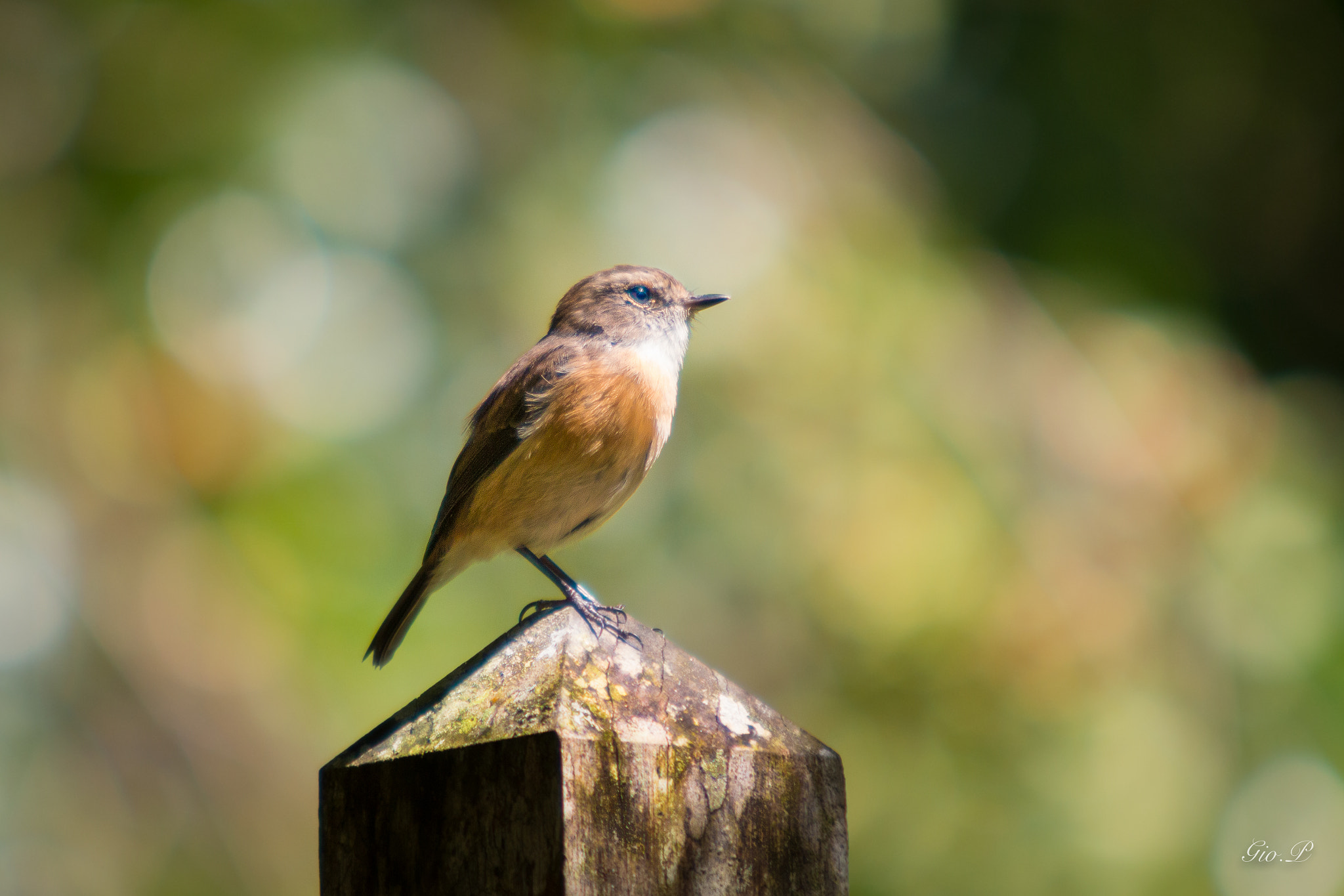 Sigma 70-200mm F2.8 EX DG OS HSM sample photo. Solitaire photography