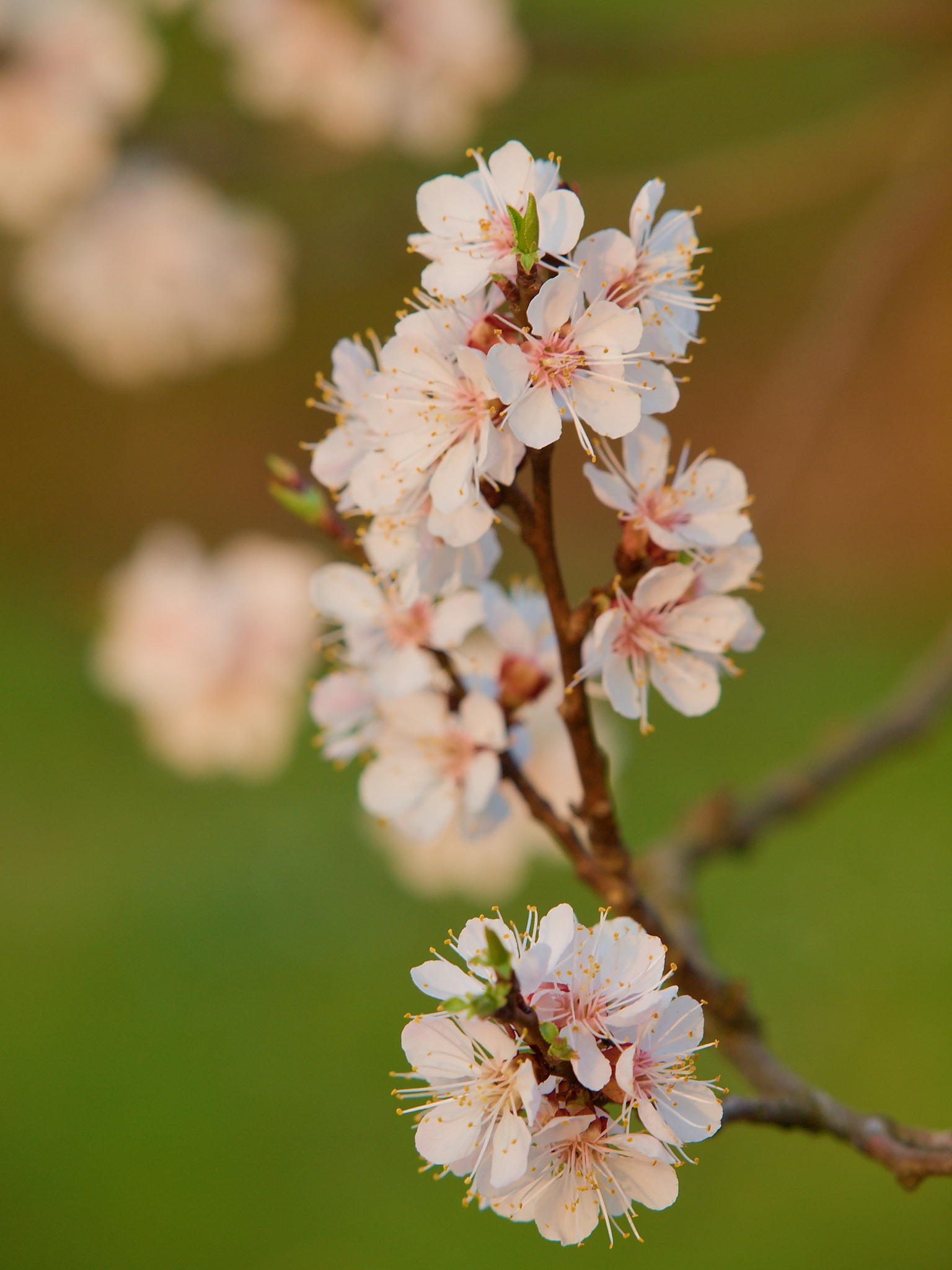 Olympus E-30 sample photo. Spring photography