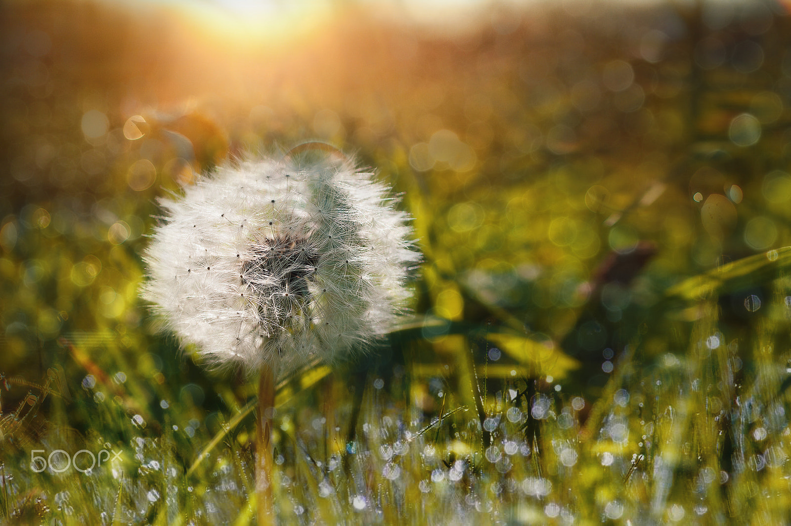AF Zoom-Nikkor 28-85mm f/3.5-4.5 sample photo. Одуванчик photography