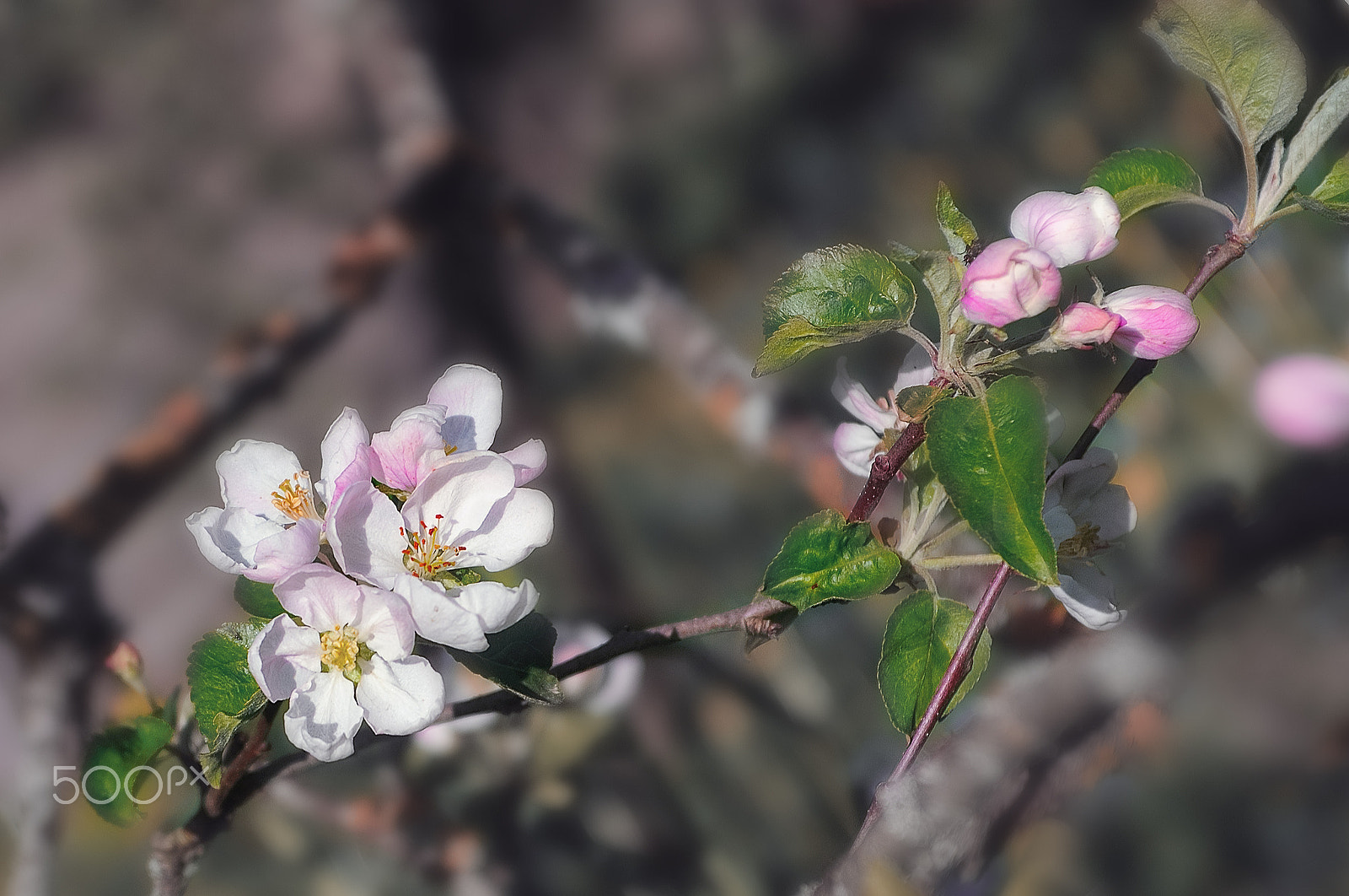 Nikon D700 + AF Zoom-Nikkor 28-85mm f/3.5-4.5 sample photo. Цветы яблони ( Аpple flowers) photography