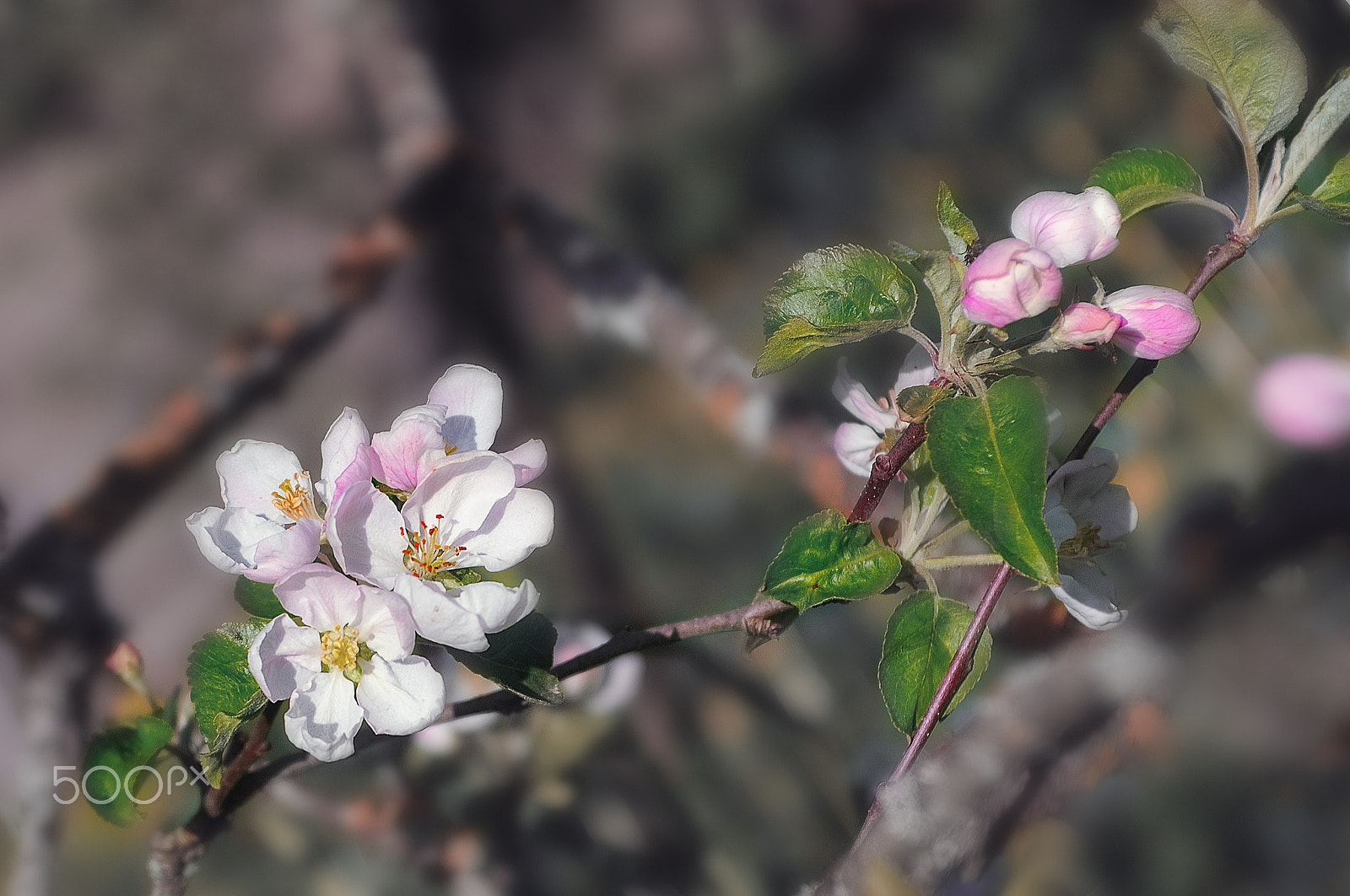 AF Zoom-Nikkor 28-85mm f/3.5-4.5 sample photo. Цветы яблони ( Аpple flowers) photography