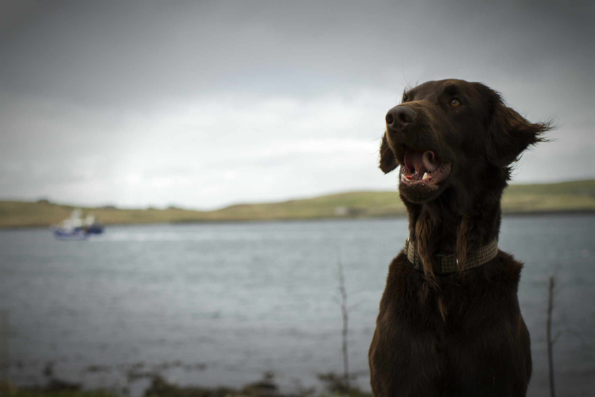 Canon EOS 7D + Tamron SP 45mm F1.8 Di VC USD sample photo. George, the flat-coated retriever photography