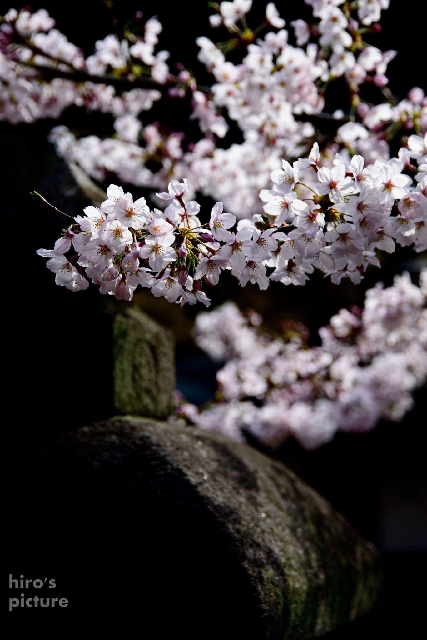 Nikon D800E + Sigma 24-105mm F4 DG OS HSM Art sample photo. Sakura  in the sunlight photography