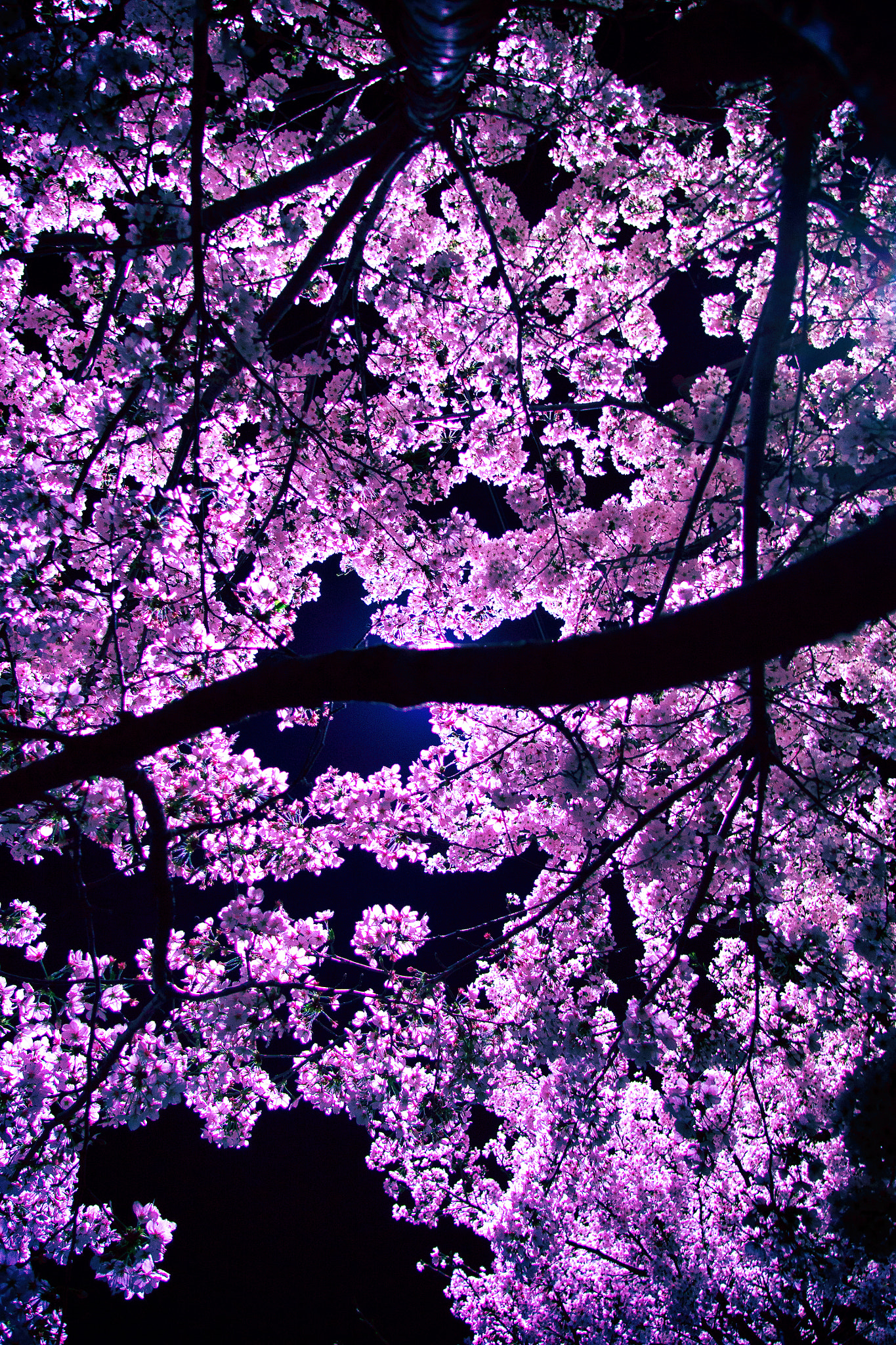 Olympus PEN E-P5 sample photo. Colorful cherry blossom photography