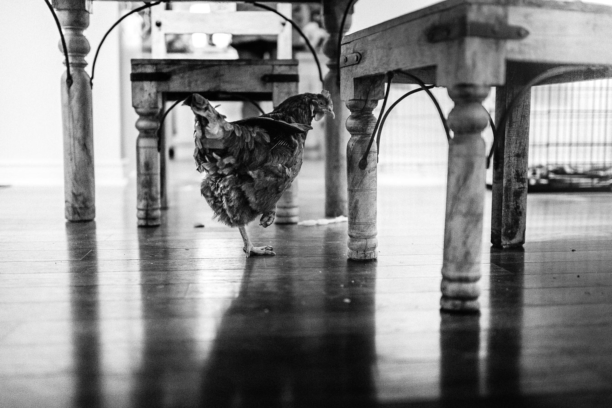 Nikon D800E + Nikon AF-S Nikkor 35mm F1.4G sample photo. House chicken photography
