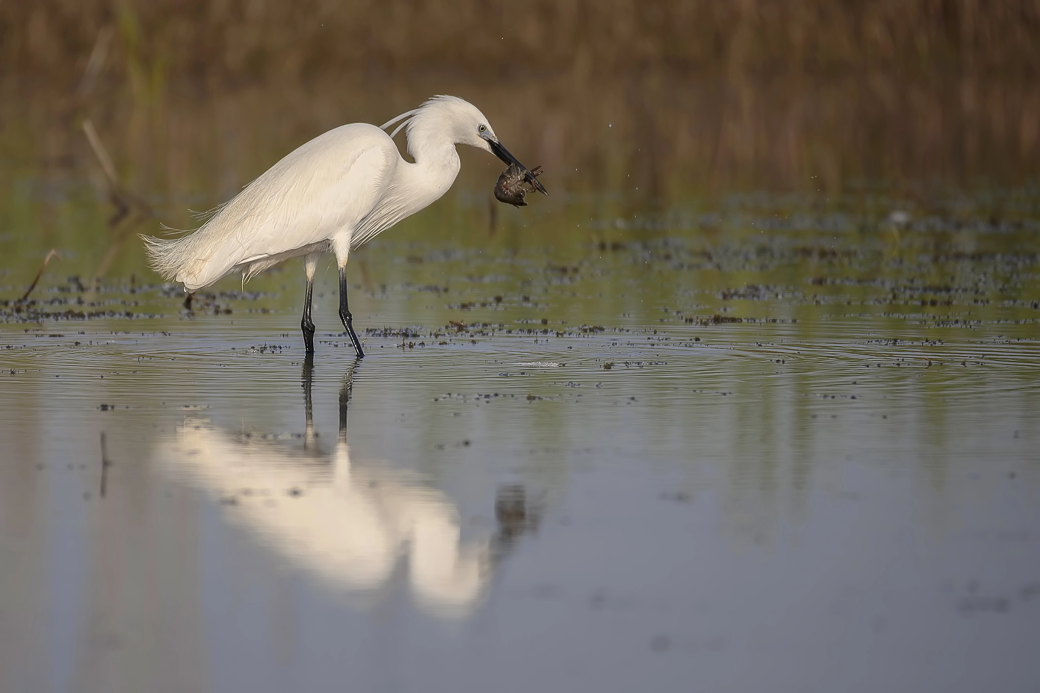Sigma 150-600mm F5-6.3 DG OS HSM | C sample photo. Garzetta photography