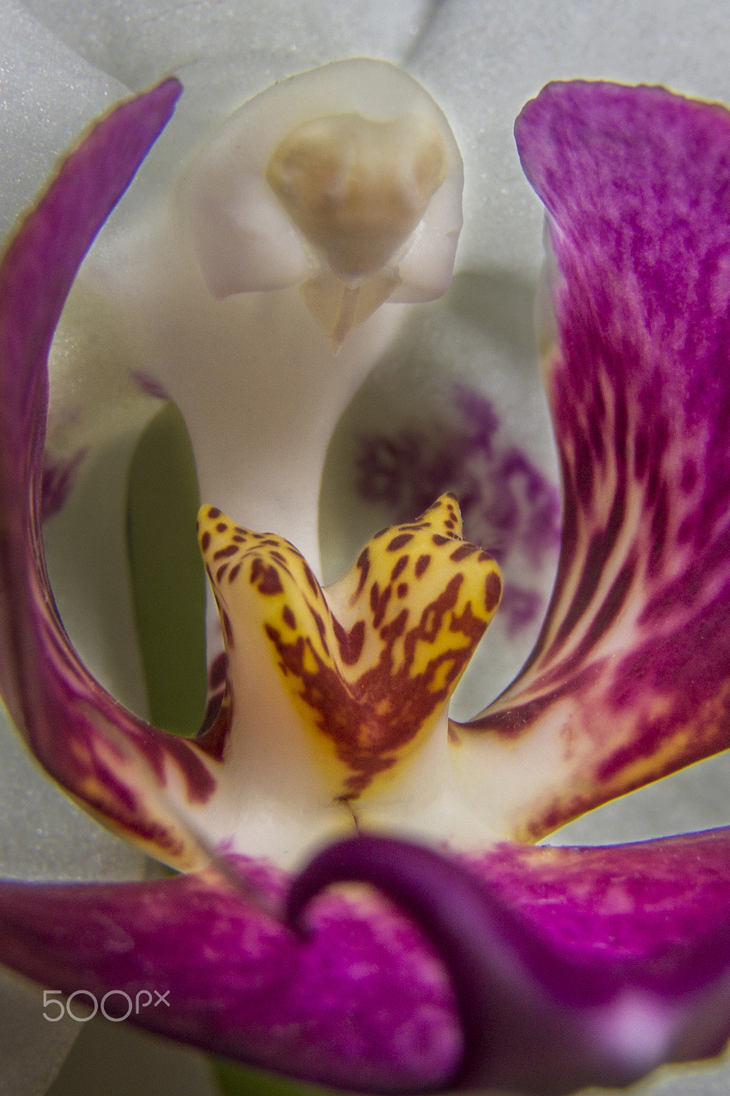 Canon EF 28-135mm F3.5-5.6 IS USM sample photo. Flower photography