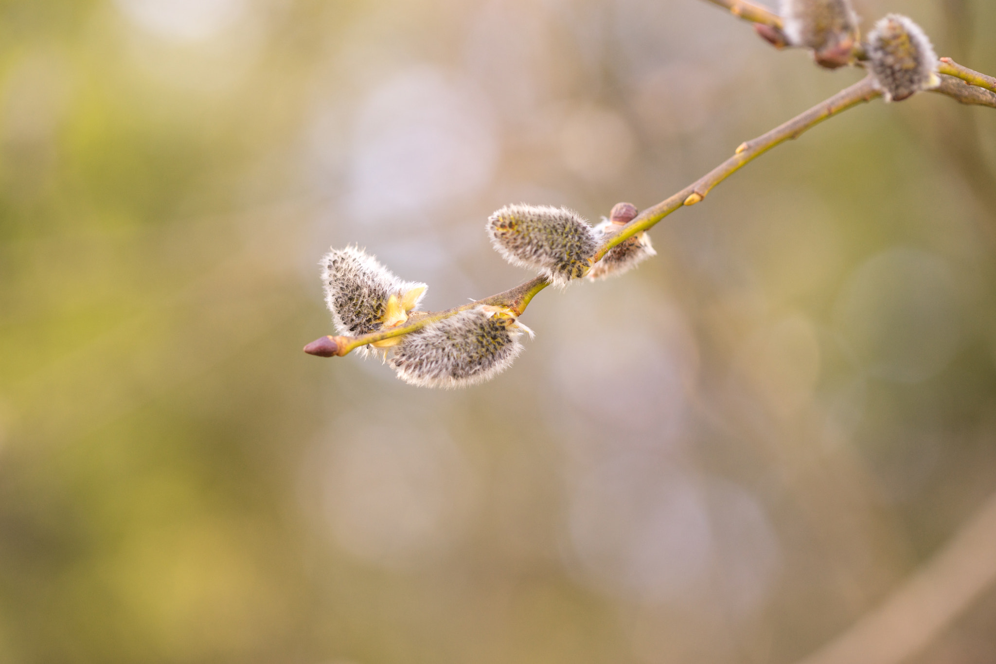 Sony a7 + Canon EF 100mm F2.8 Macro USM sample photo. Spring photography