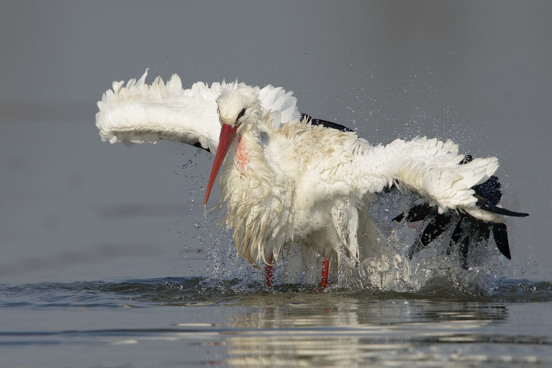 Nikon D800 + Nikon AF-S Nikkor 600mm F4G ED VR sample photo. Let's do a bath photography