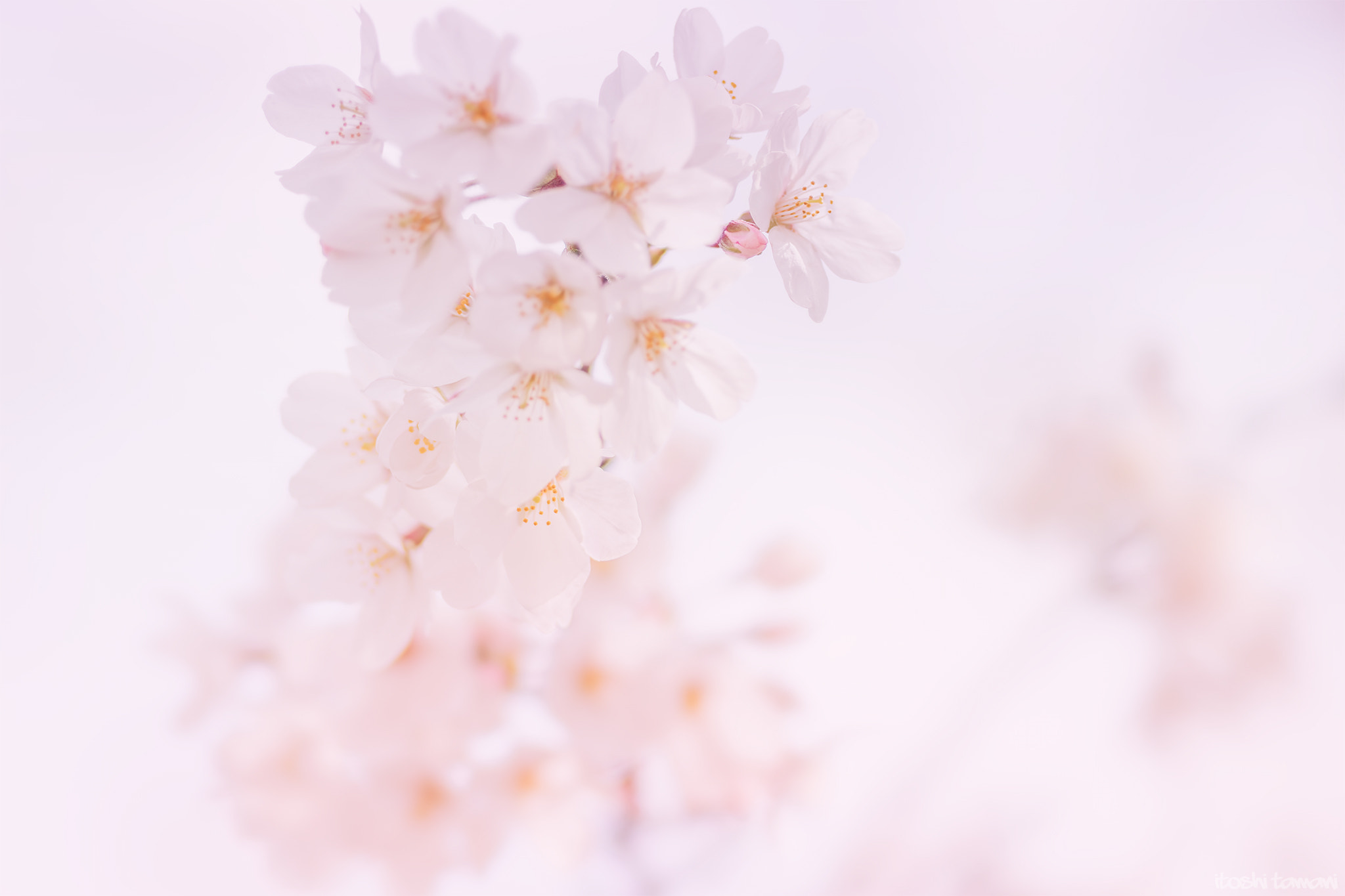 Sony 135mm F2.8 [T4.5] STF sample photo. Sakura photography
