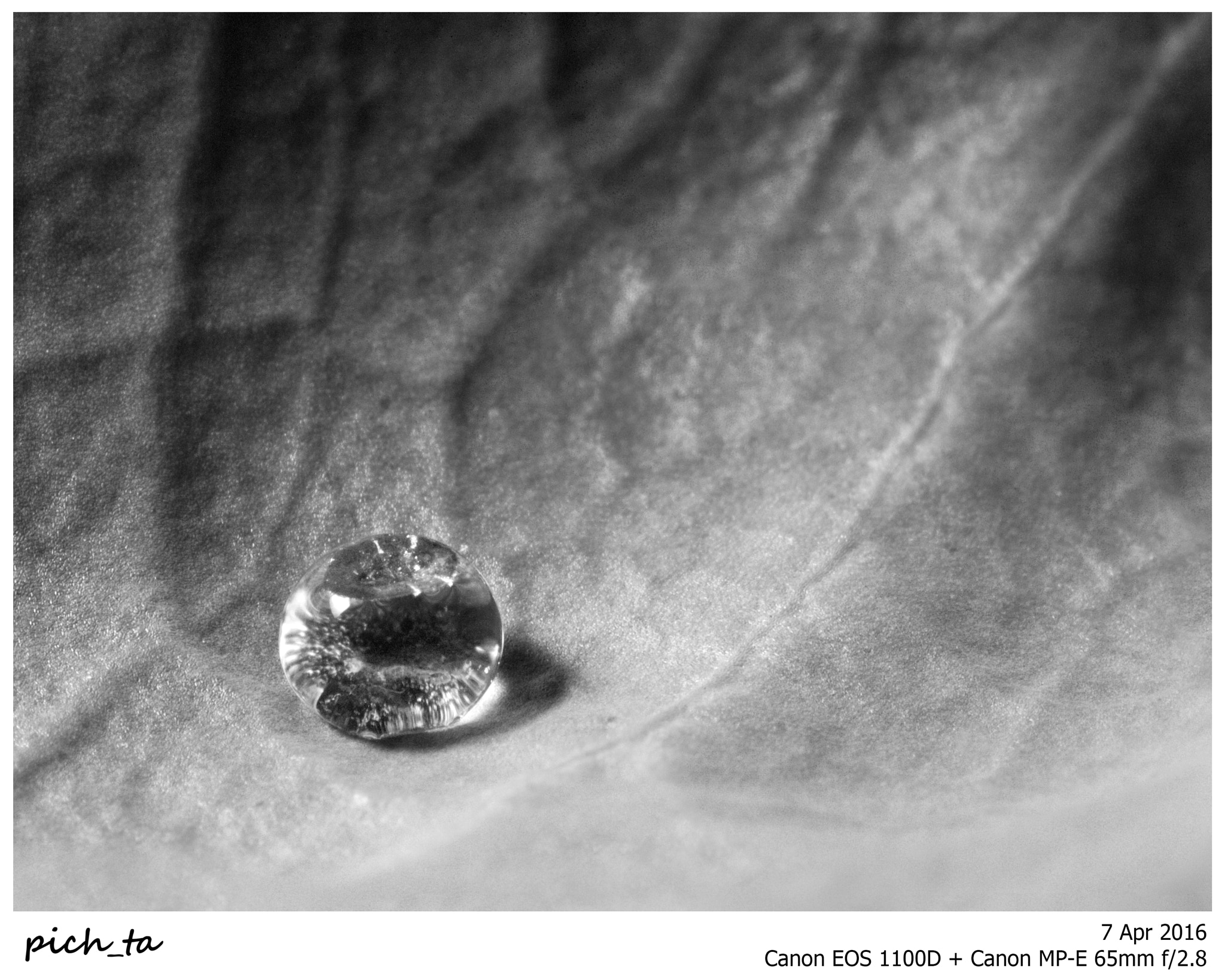 Canon MP-E 65mm F2.5 1-5x Macro Photo sample photo. Bw drop photography