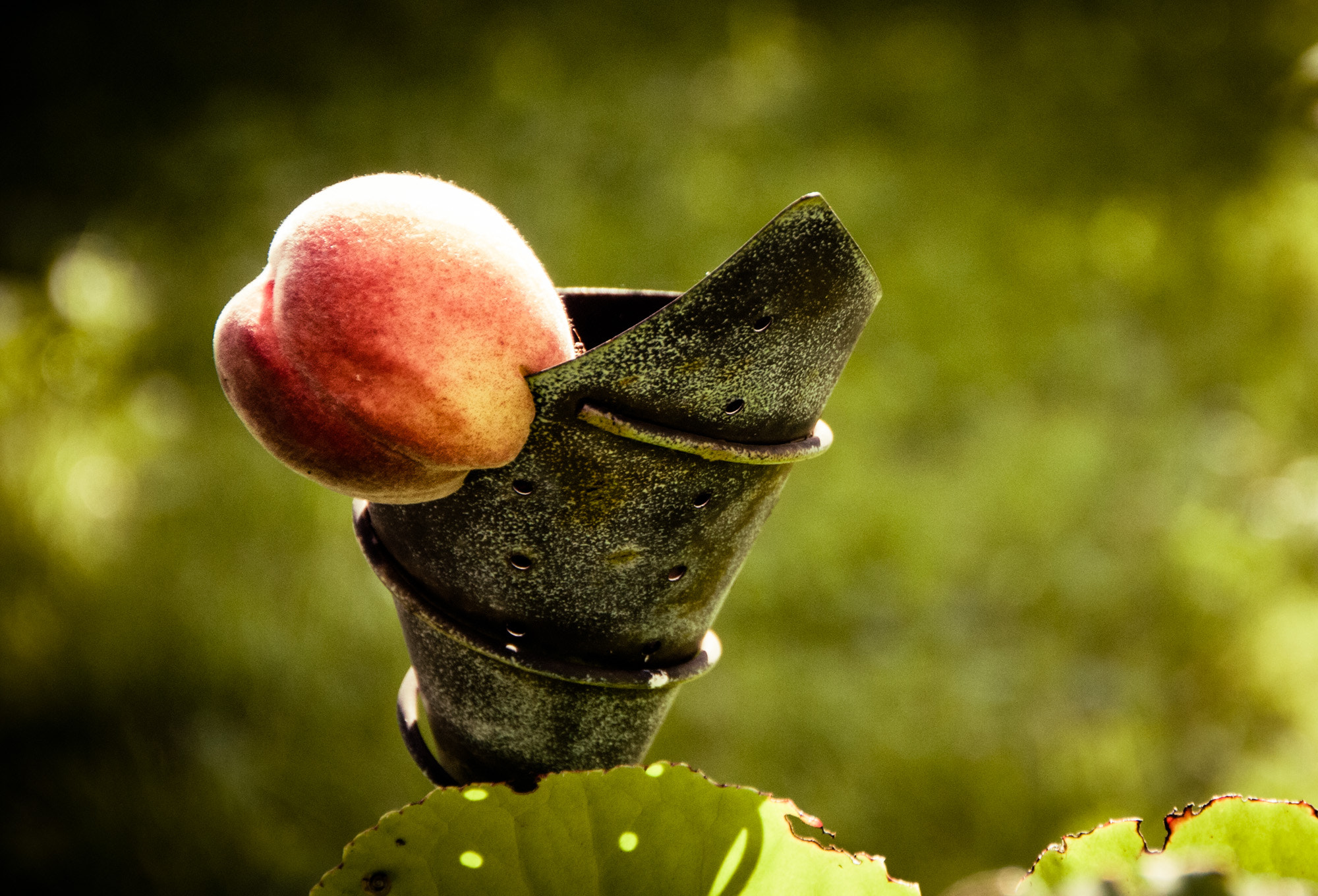 Sigma 18-250mm F3.5-6.3 DC OS HSM sample photo. Eating peach metal photography