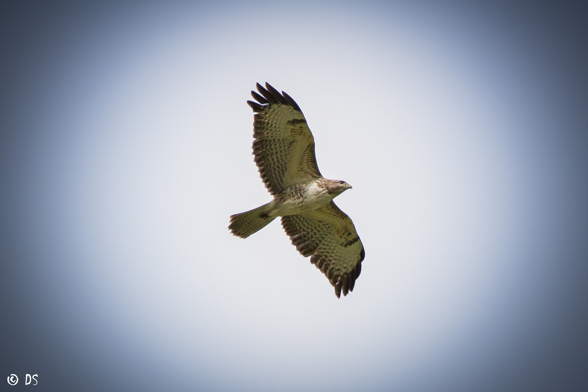 Tamron SP 150-600mm F5-6.3 Di VC USD sample photo. Mäusebussard photography