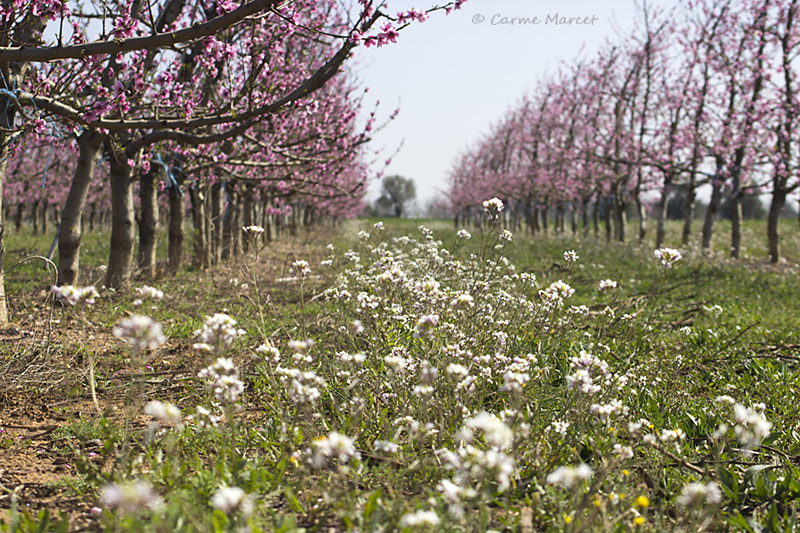 Canon EF 55-200mm F4.5-5.6 II USM sample photo. Spring colors photography