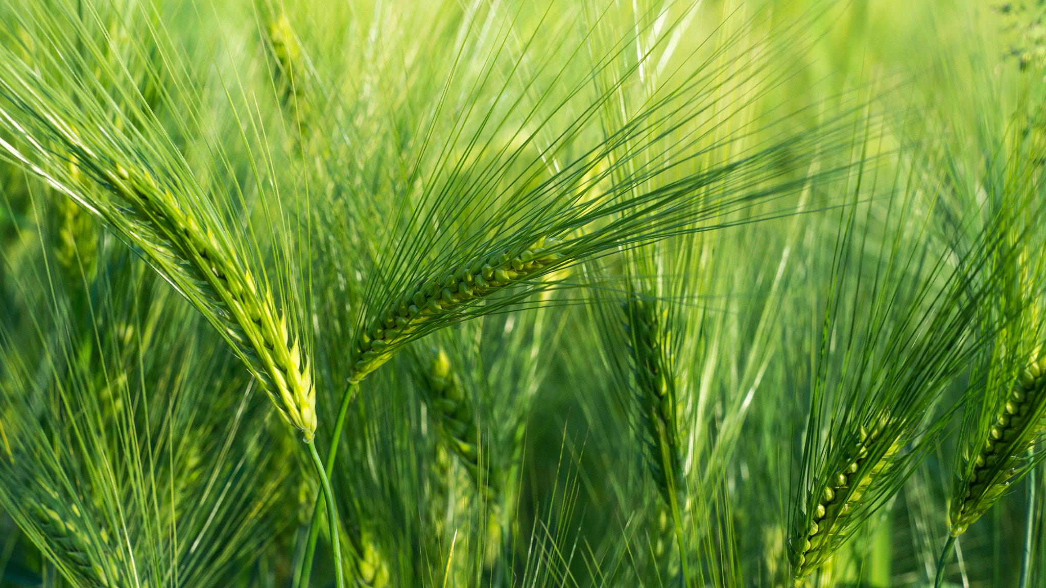 Olympus OM-D E-M10 + Olympus M.Zuiko Digital ED 40-150mm F2.8 Pro sample photo. Grain photography